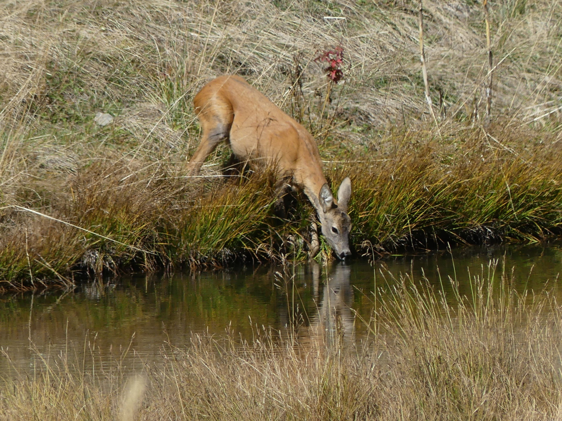 capreolus_capreolus13mv