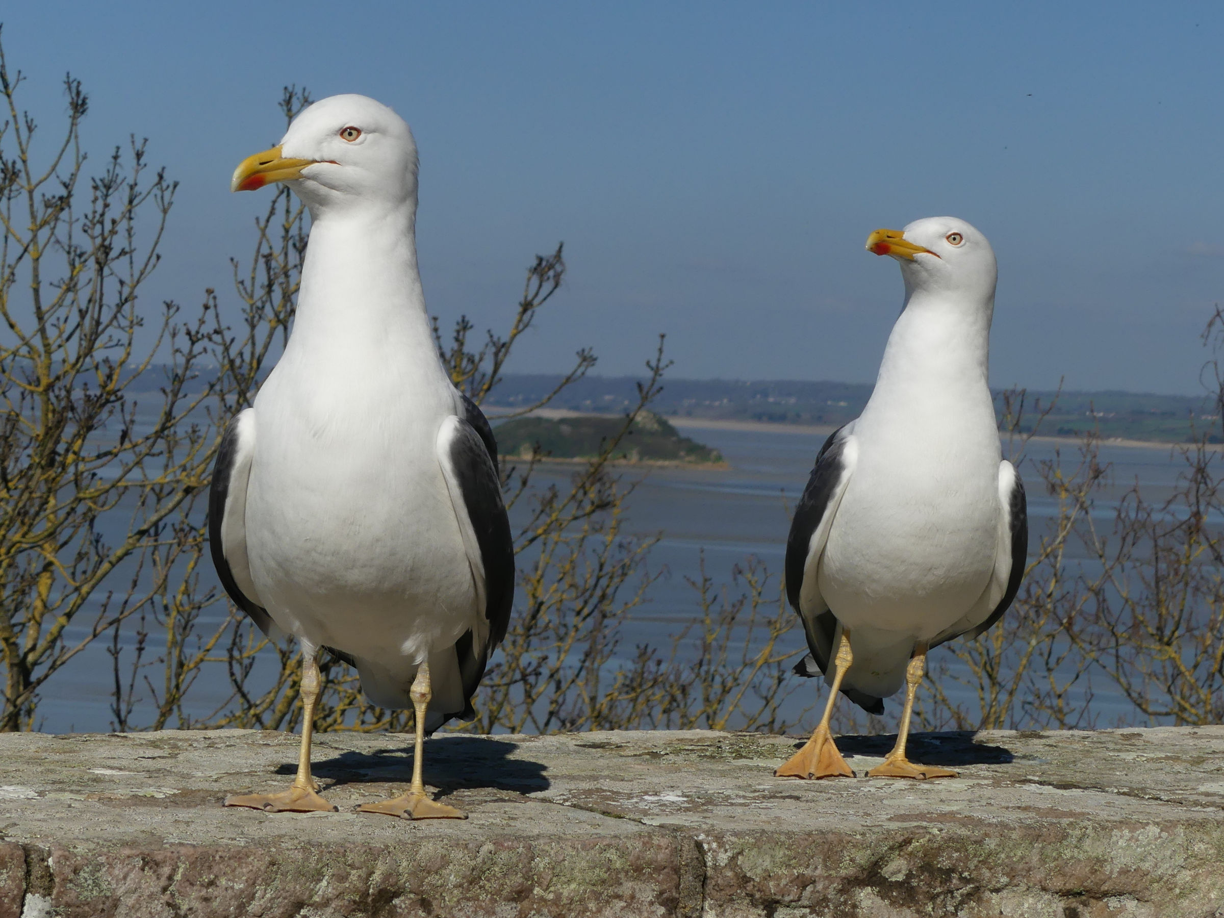 goeland_brun_-_larus_fuscus20mv