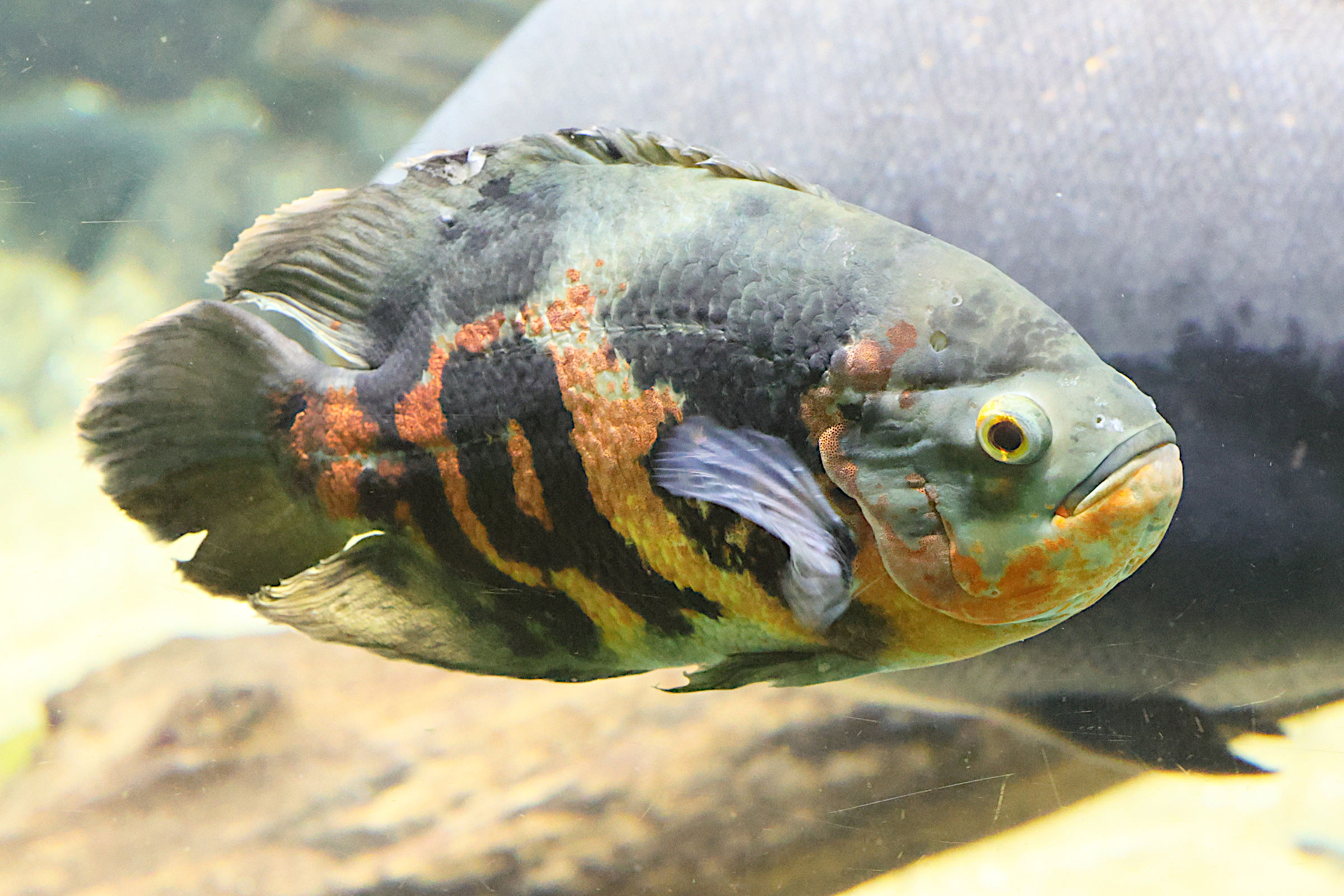 astronotus_ocellatus2md