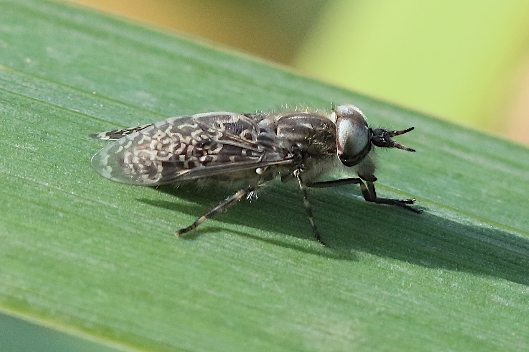 haematopota_pluvialis5bd