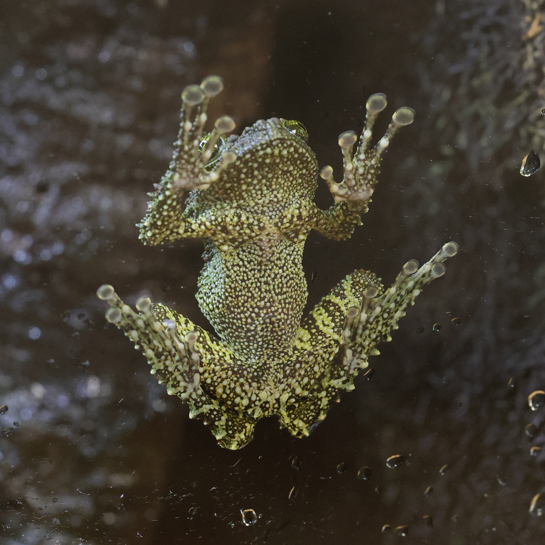 theloderma_corticale4md