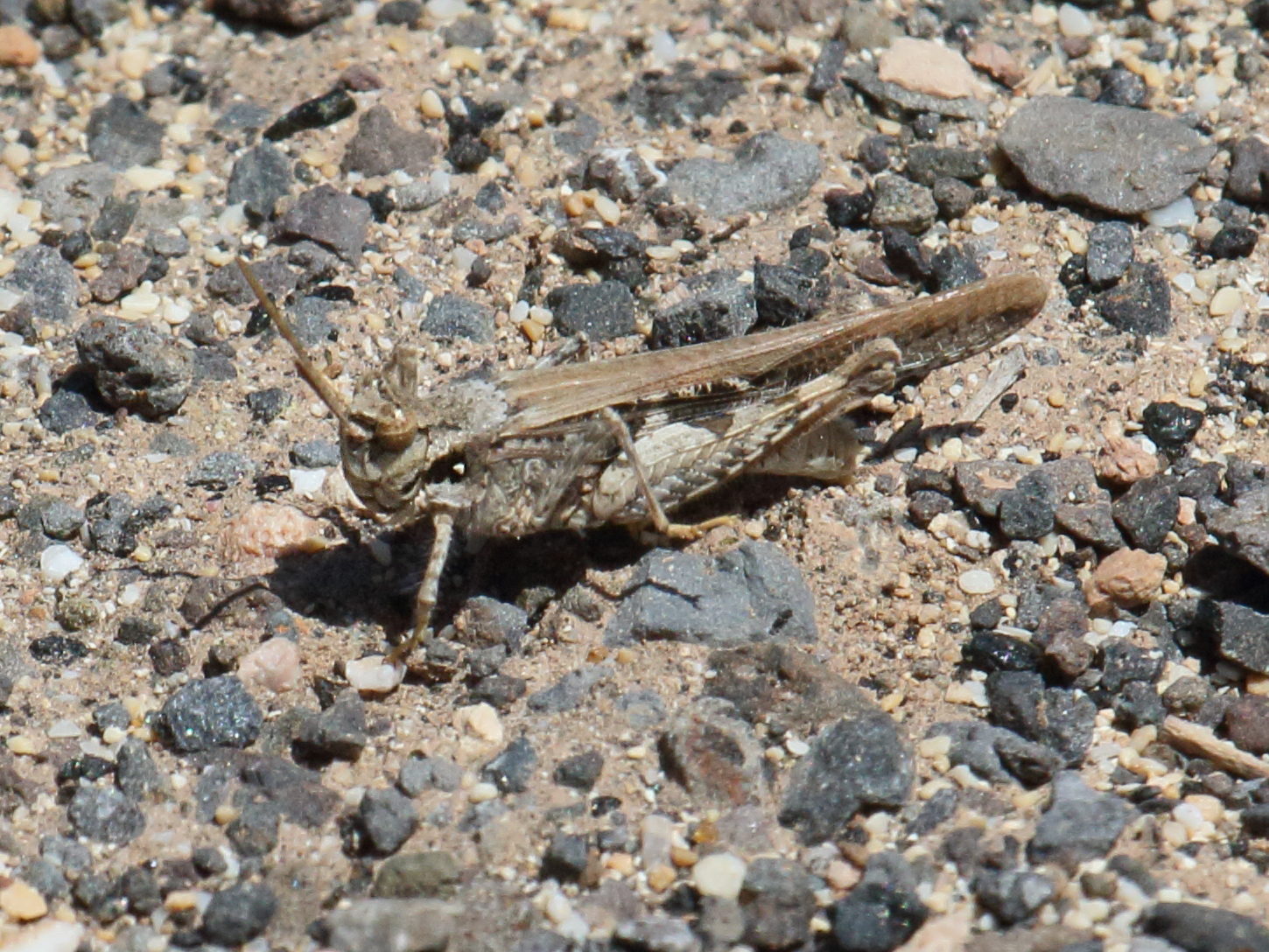 acrotylus_patruelis6bd