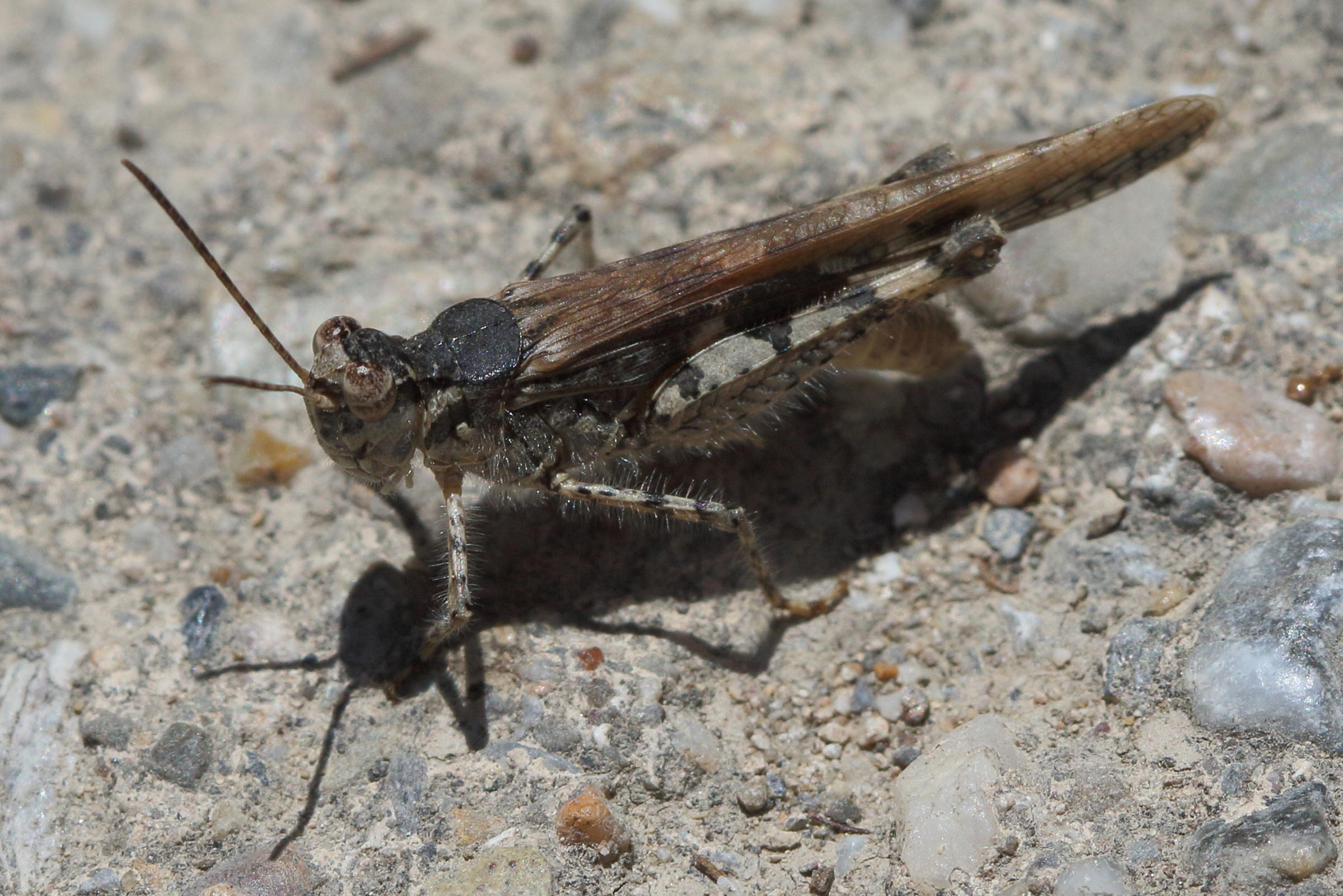 acrotylus_patruelis7bd