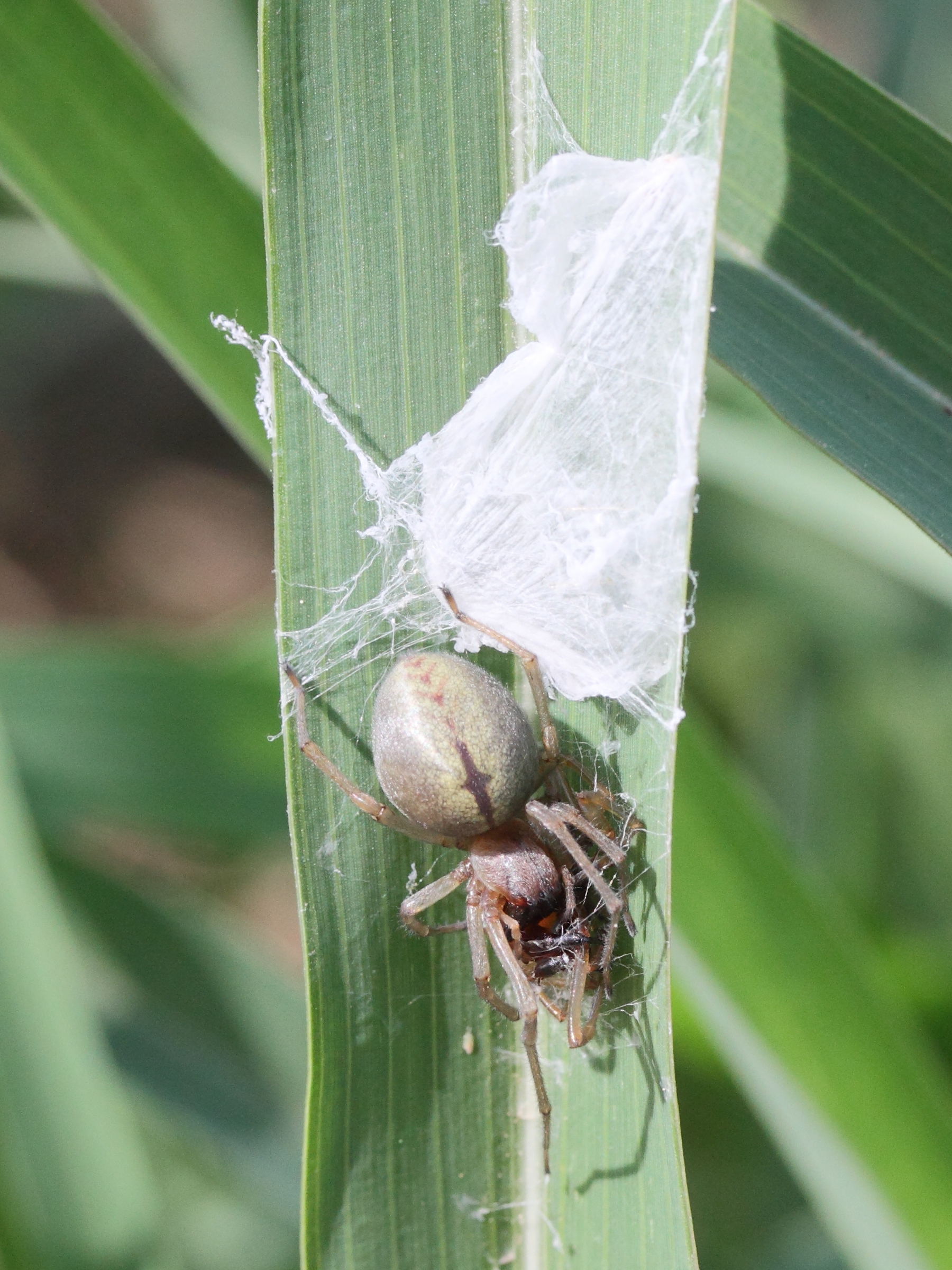 cheiracanthium_punctorum3md