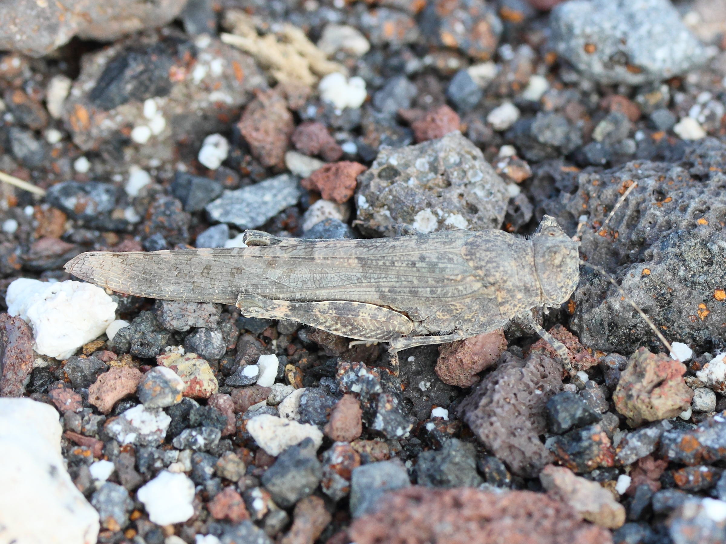 sphingonotus_rubescens1md