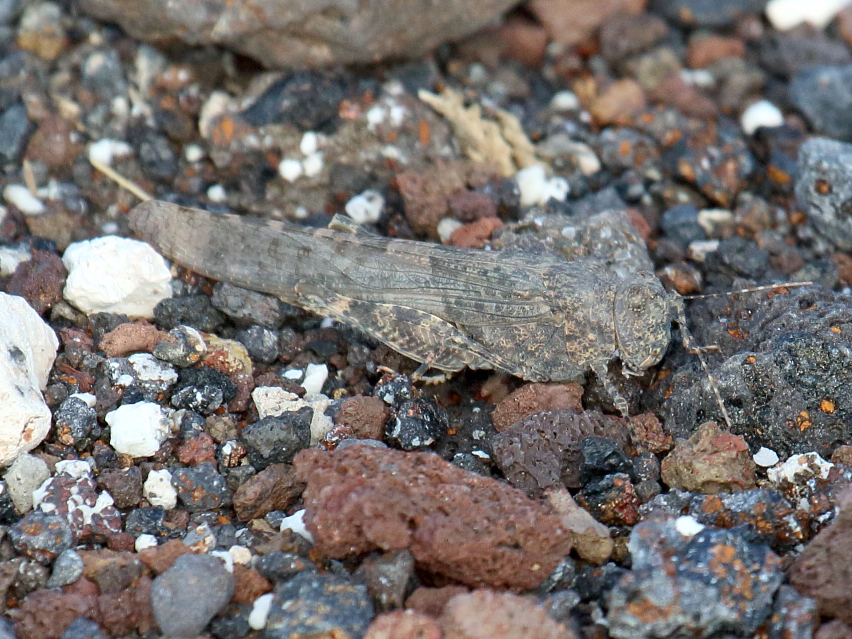 sphingonotus_rubescens2bd