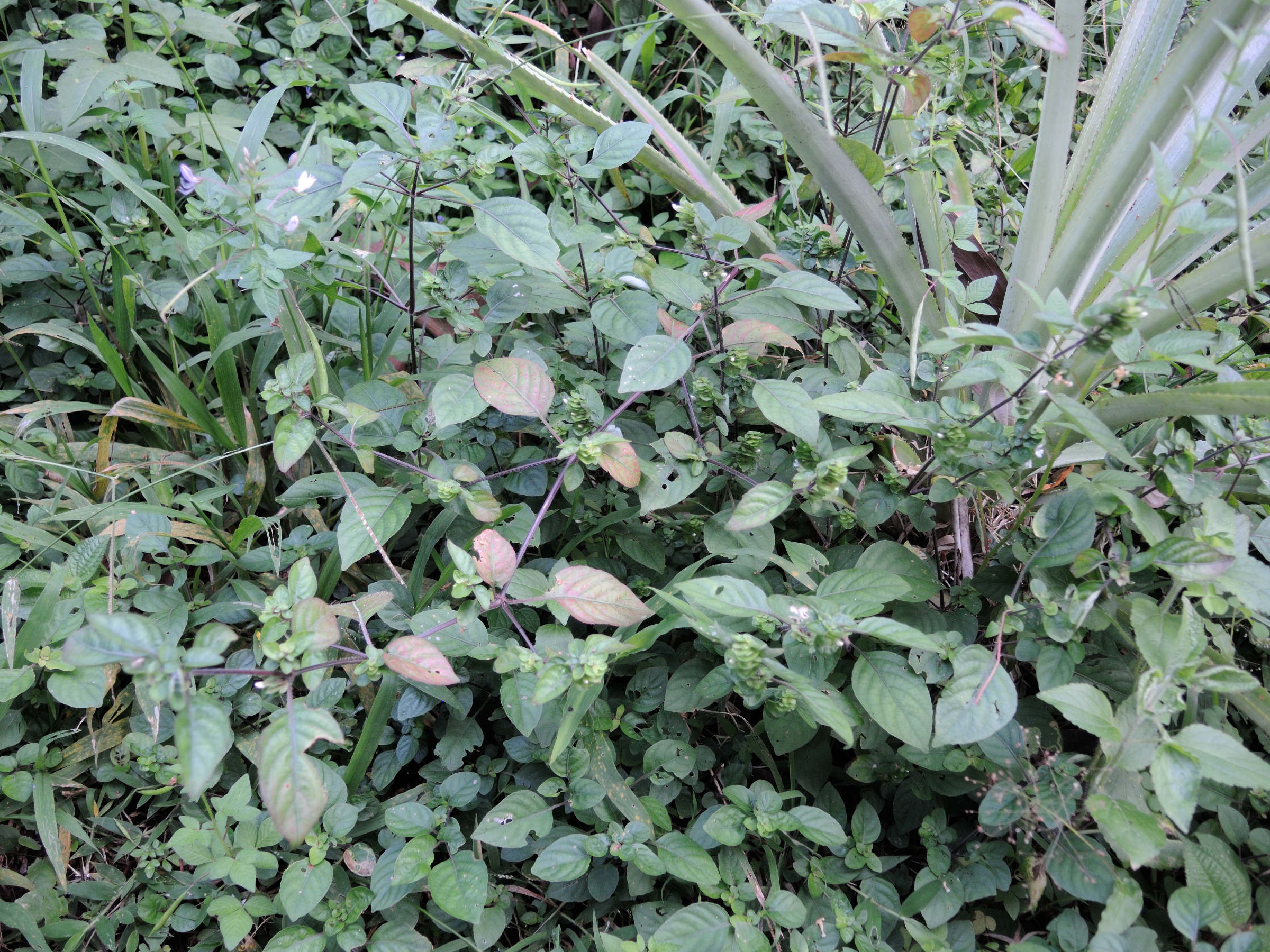 phaulopsis_imbricata1md