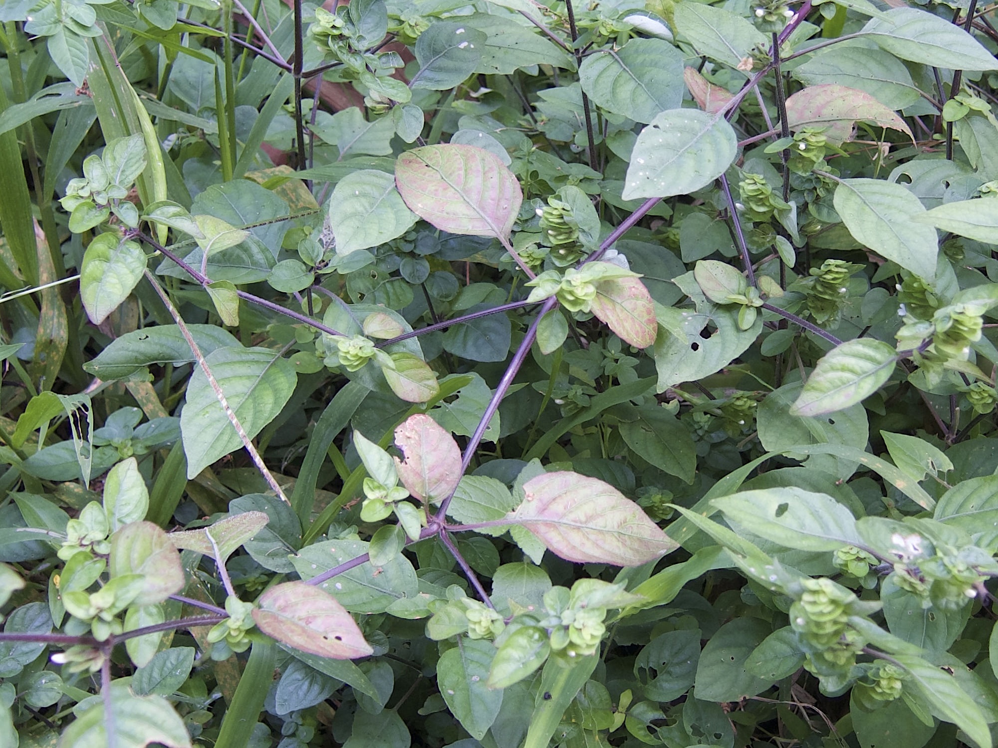 phaulopsis_imbricata2md