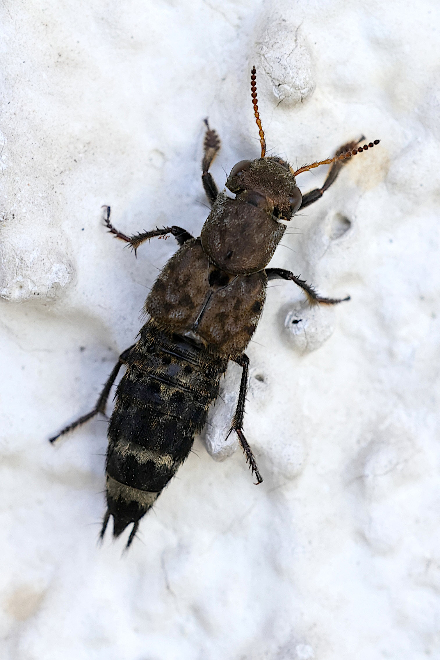 ontholestes_murinus2md