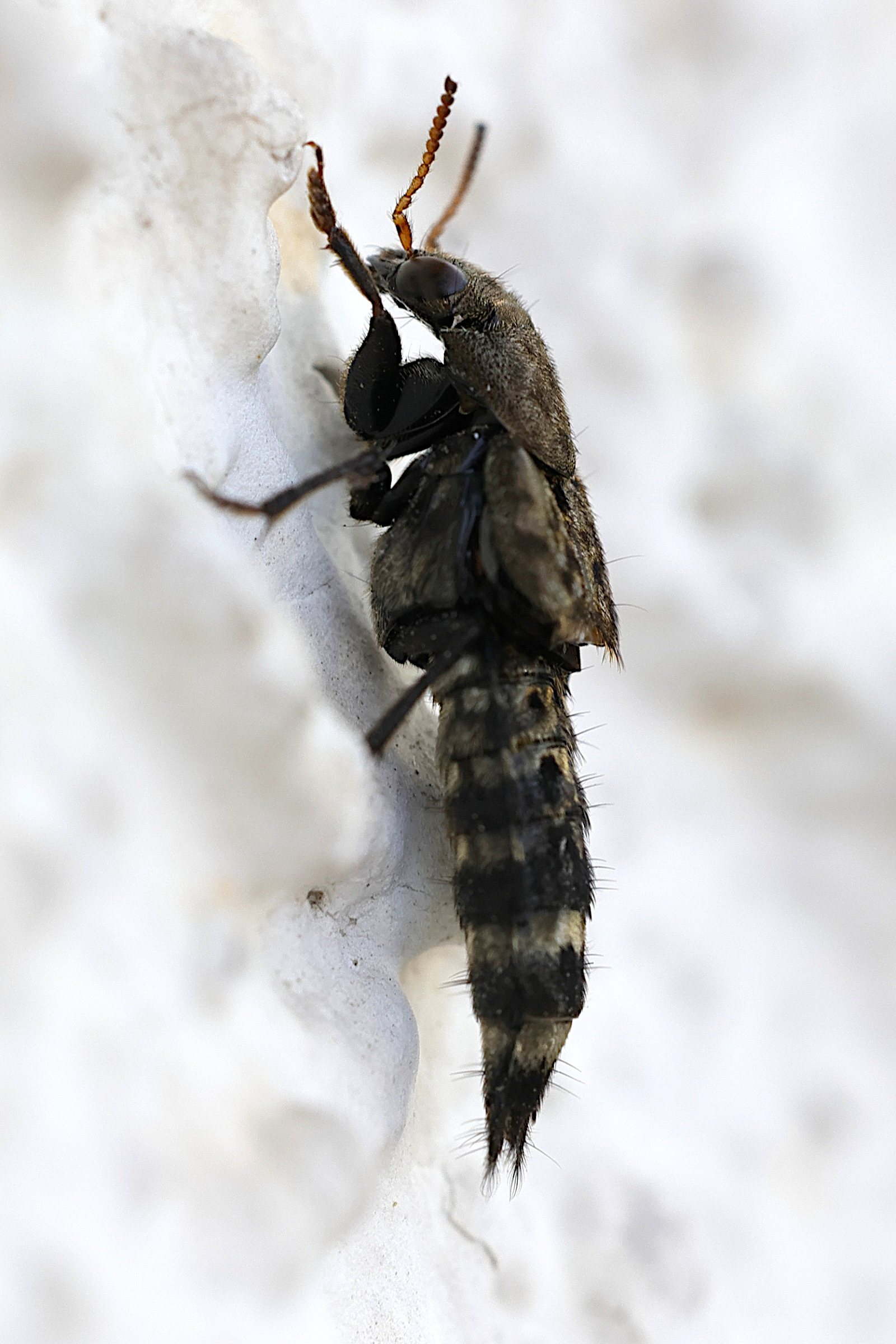 ontholestes_murinus3md