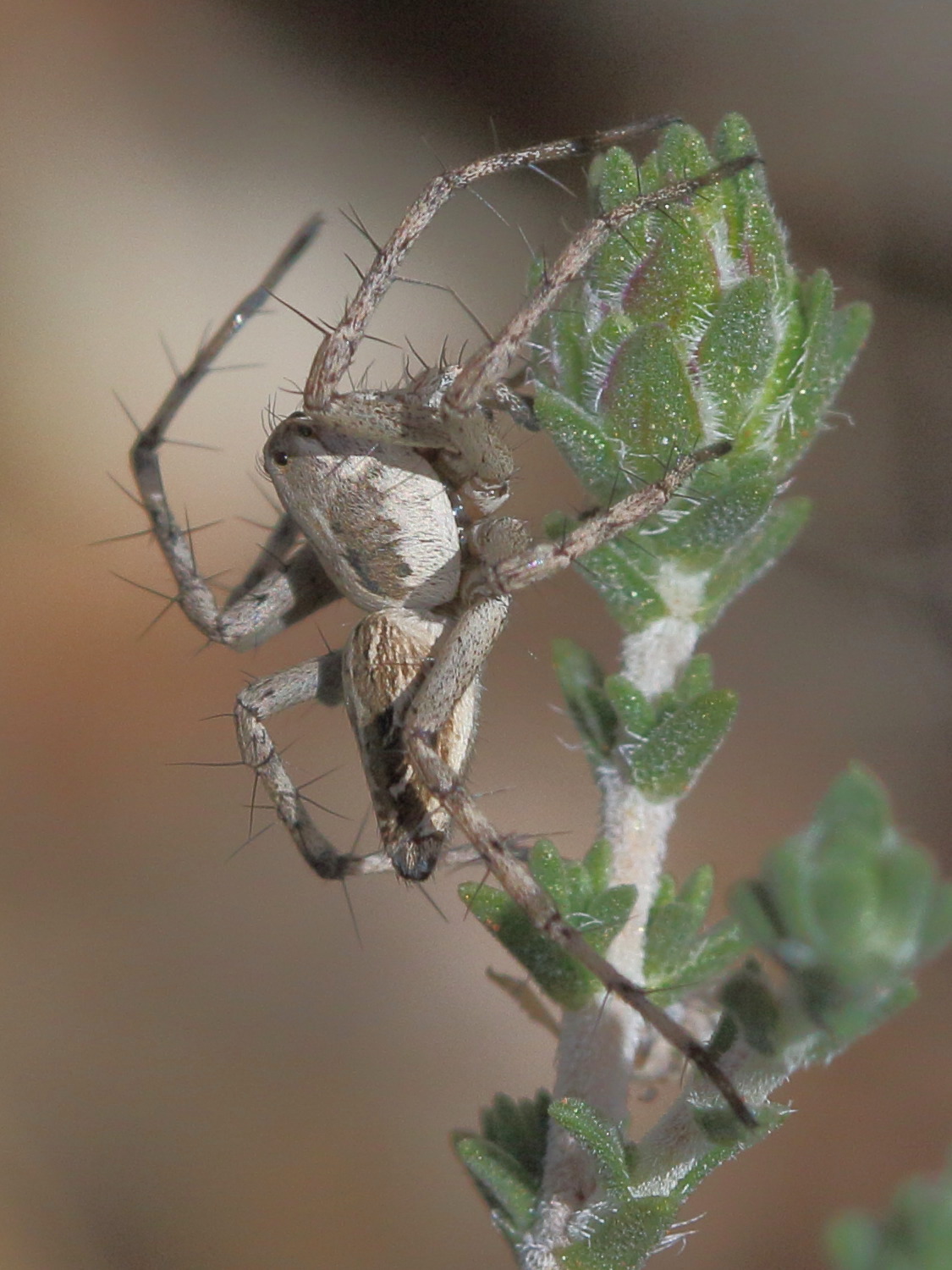 oxyopes_mediterraneus3bd