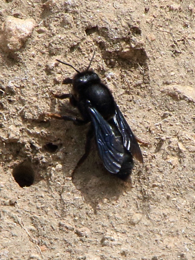megachile_parietina1bd