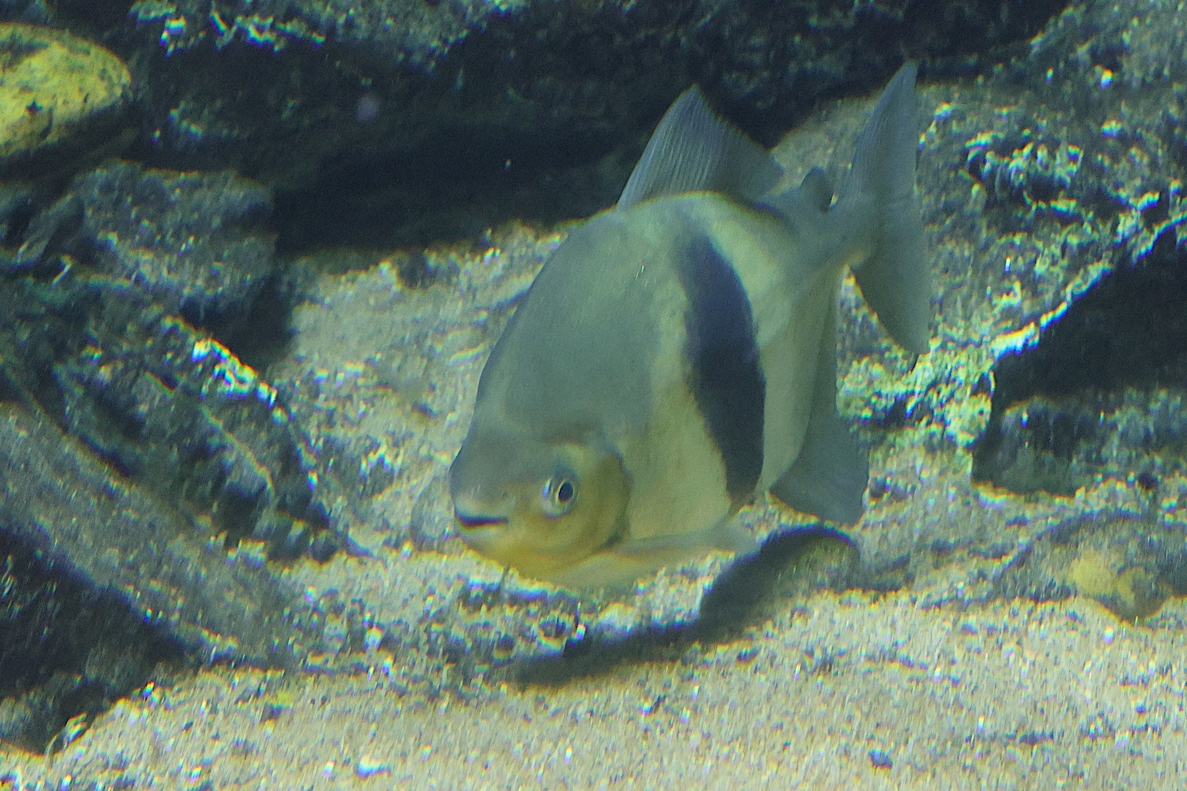 myloplus_schomburgkii1md