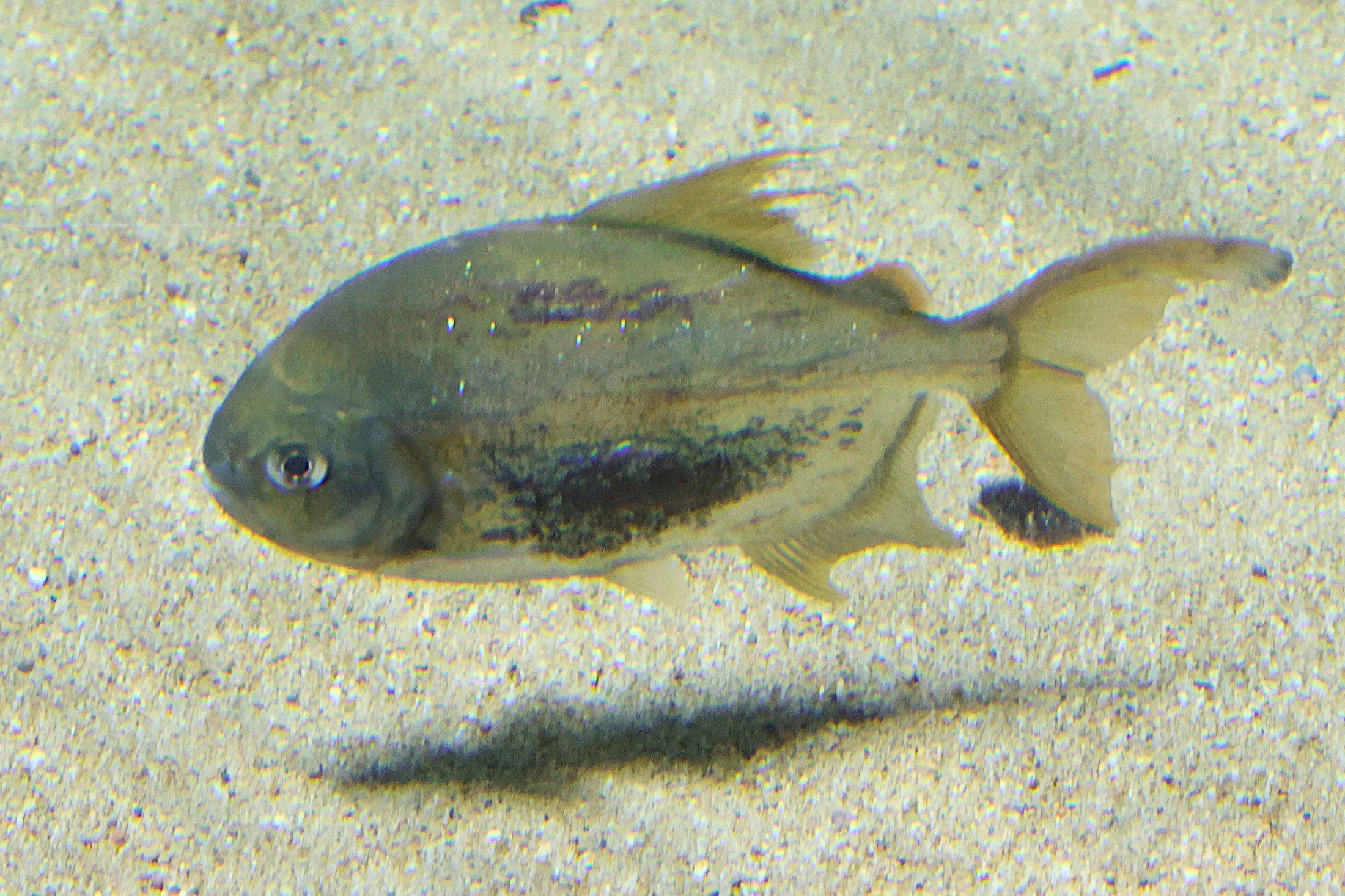 myloplus_schomburgkii2md