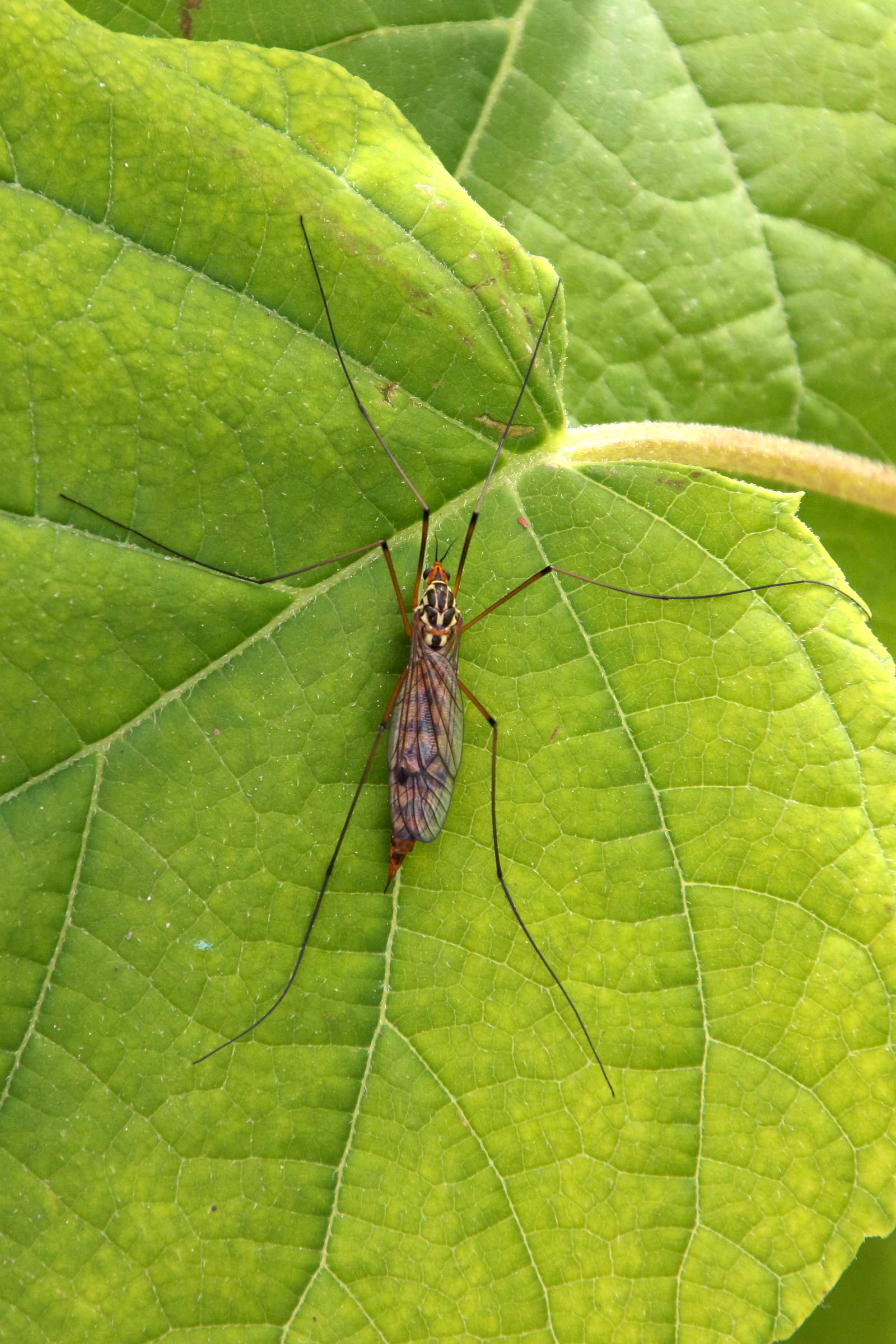 nephrotoma_scalaris1bd
