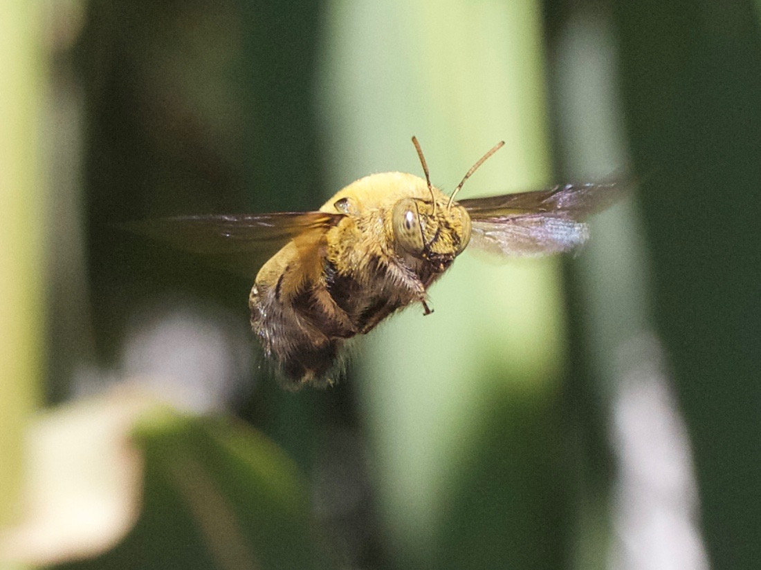 xylocopa_pubescens1md
