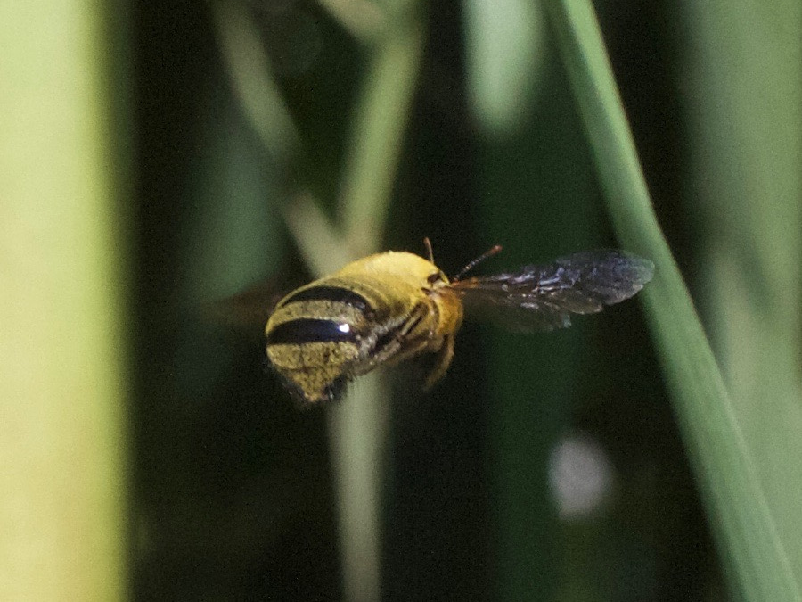 xylocopa_pubescens2md