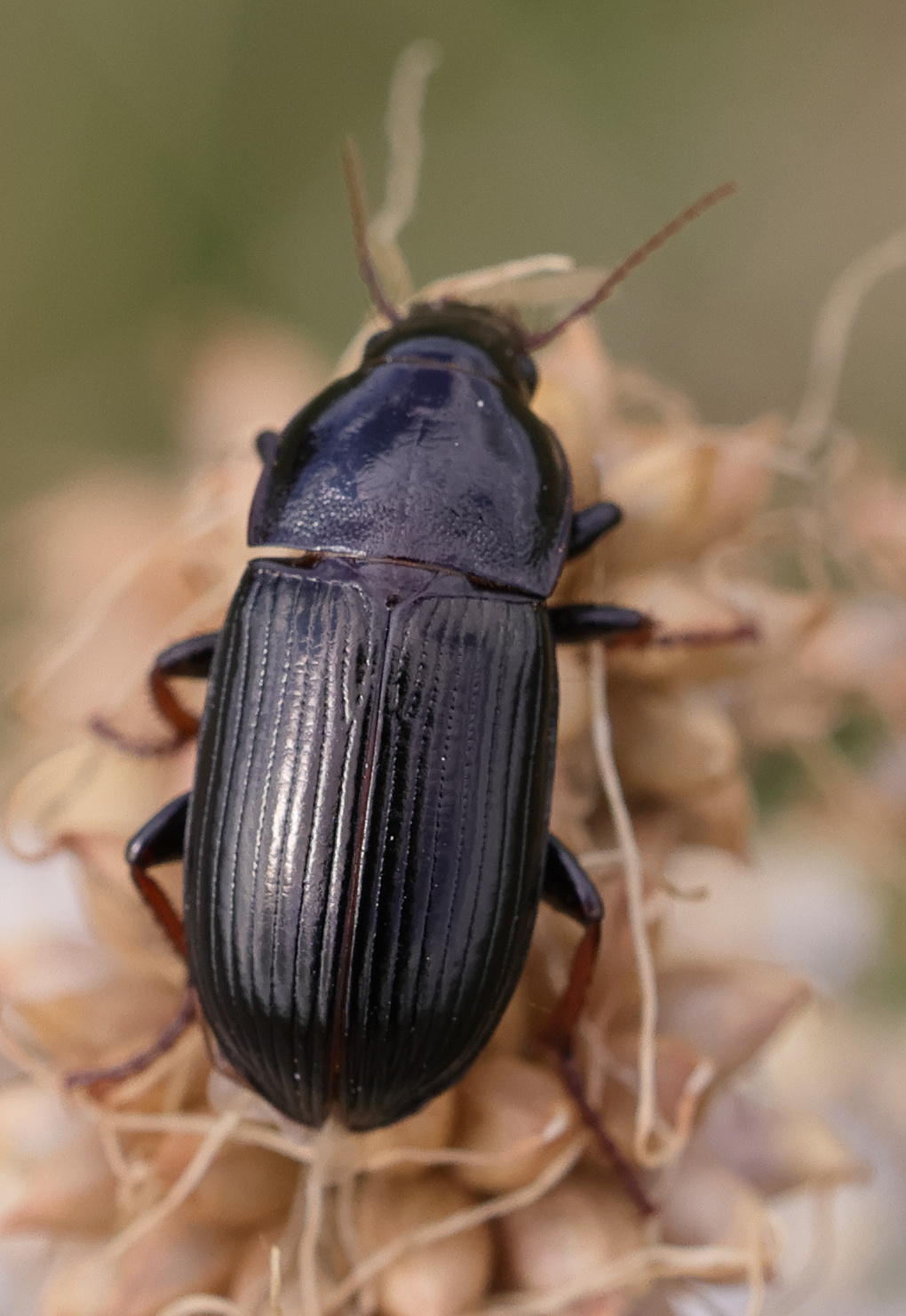 zabrus_tenebrioides1md