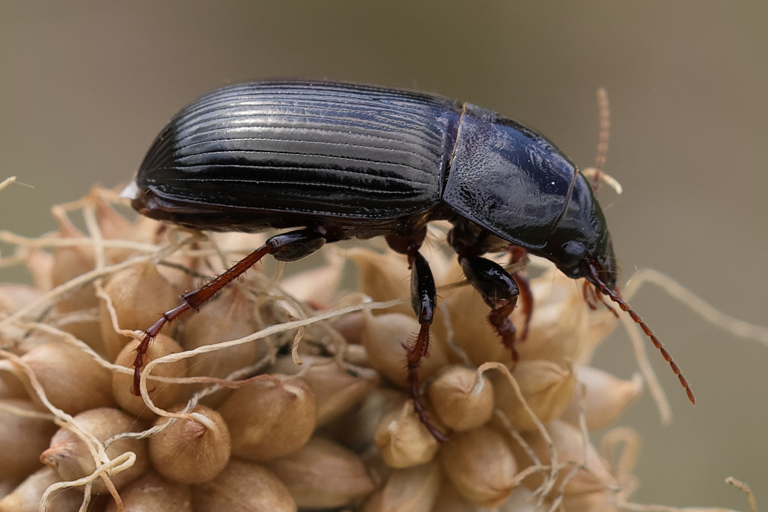 zabrus_tenebrioides2md