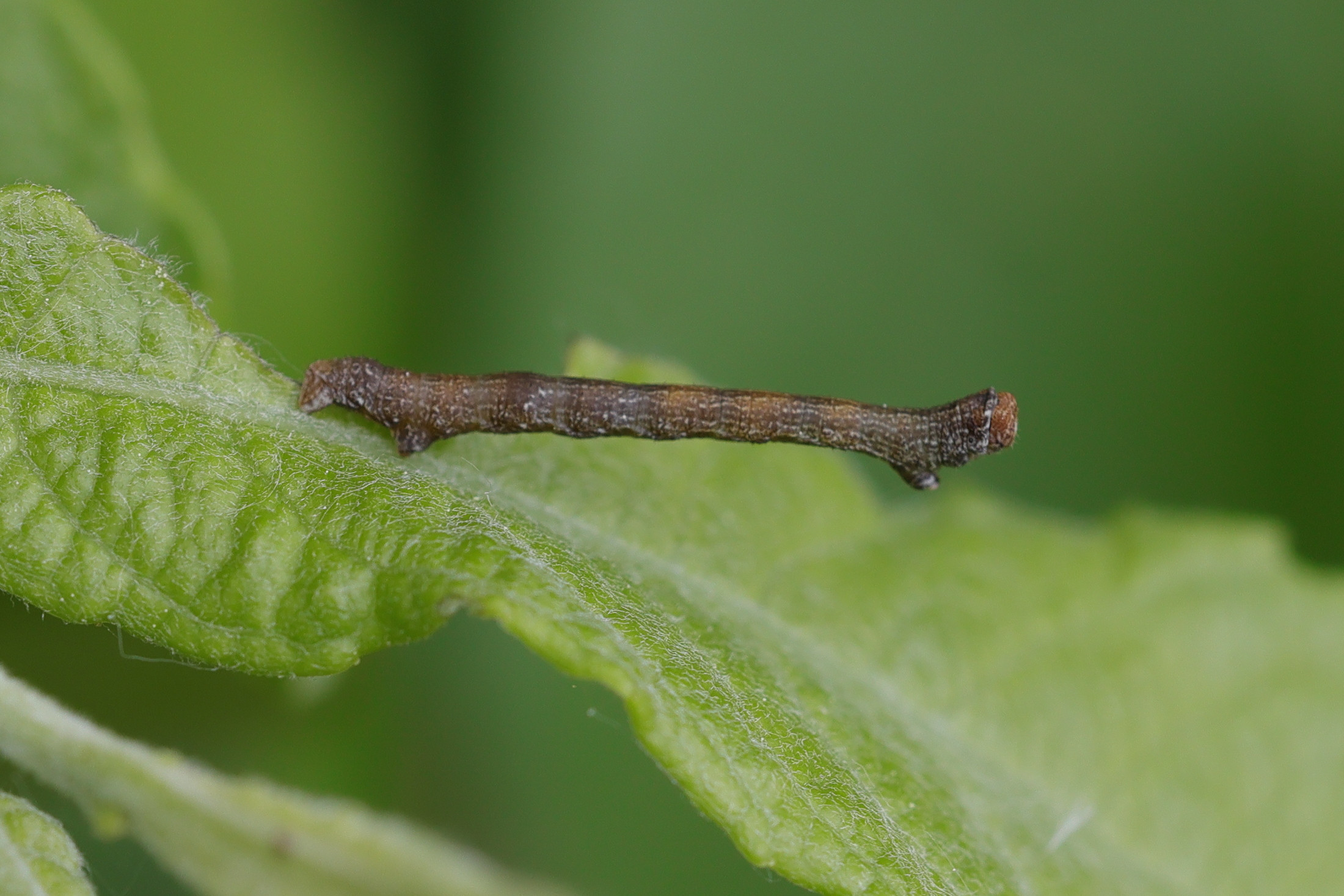 biston_betularia_ch1md