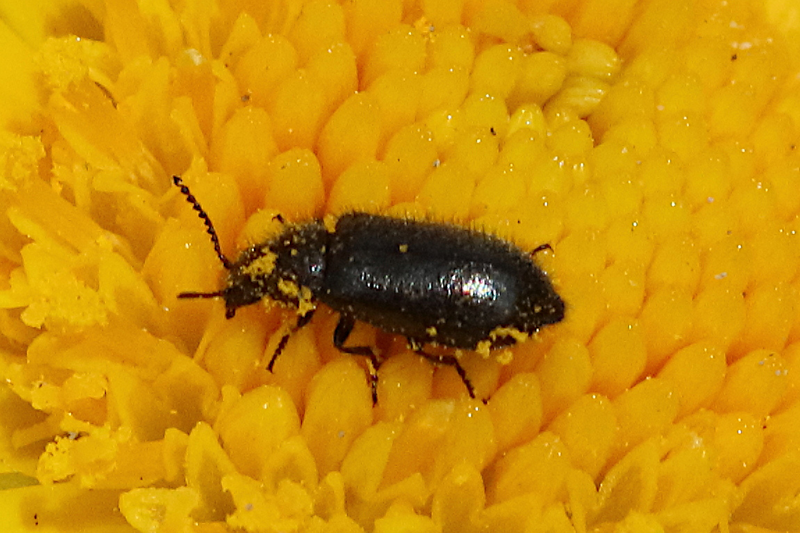 dasytes_gonocerus2md