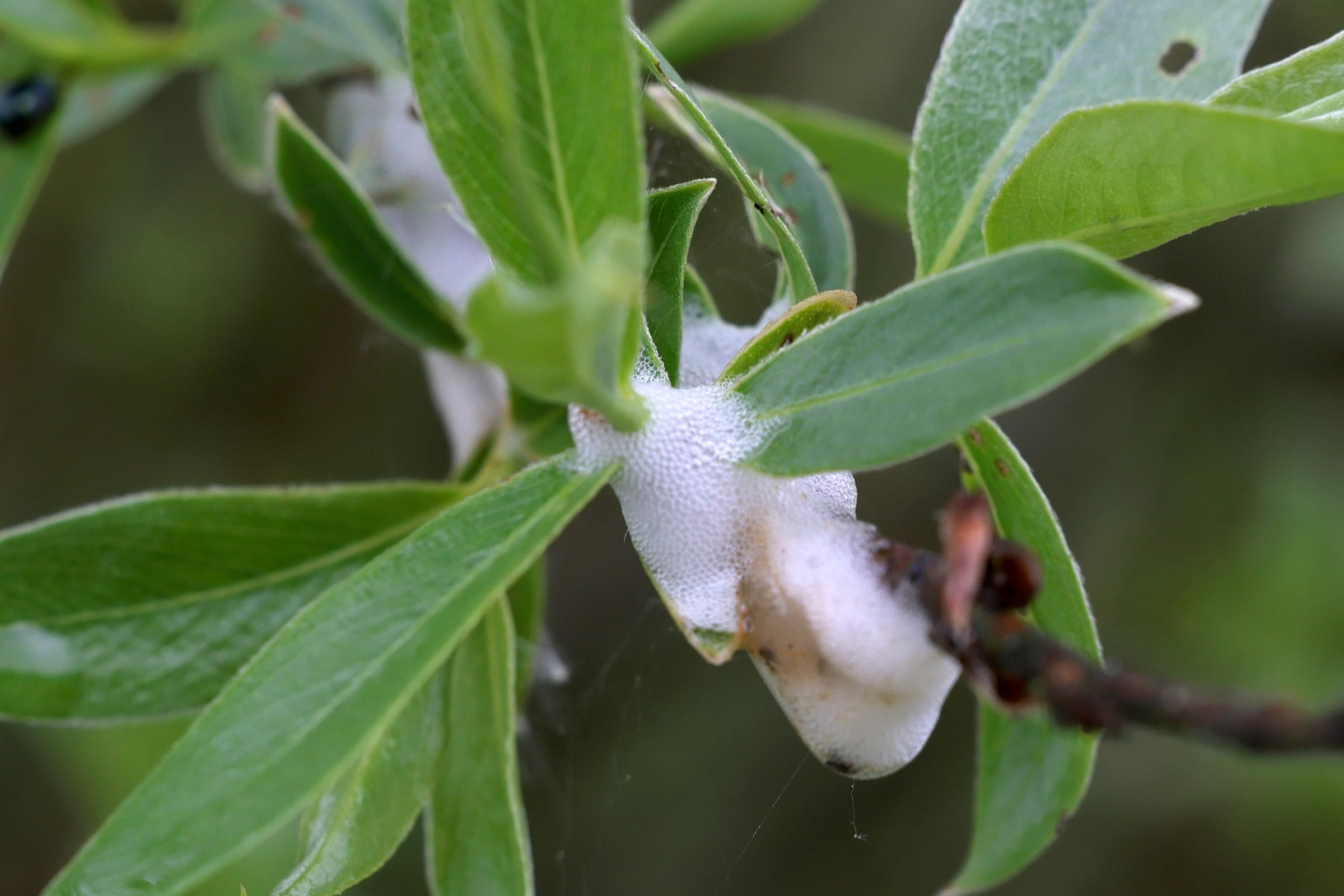 aphrophora_salicina_crachat_de_coucou