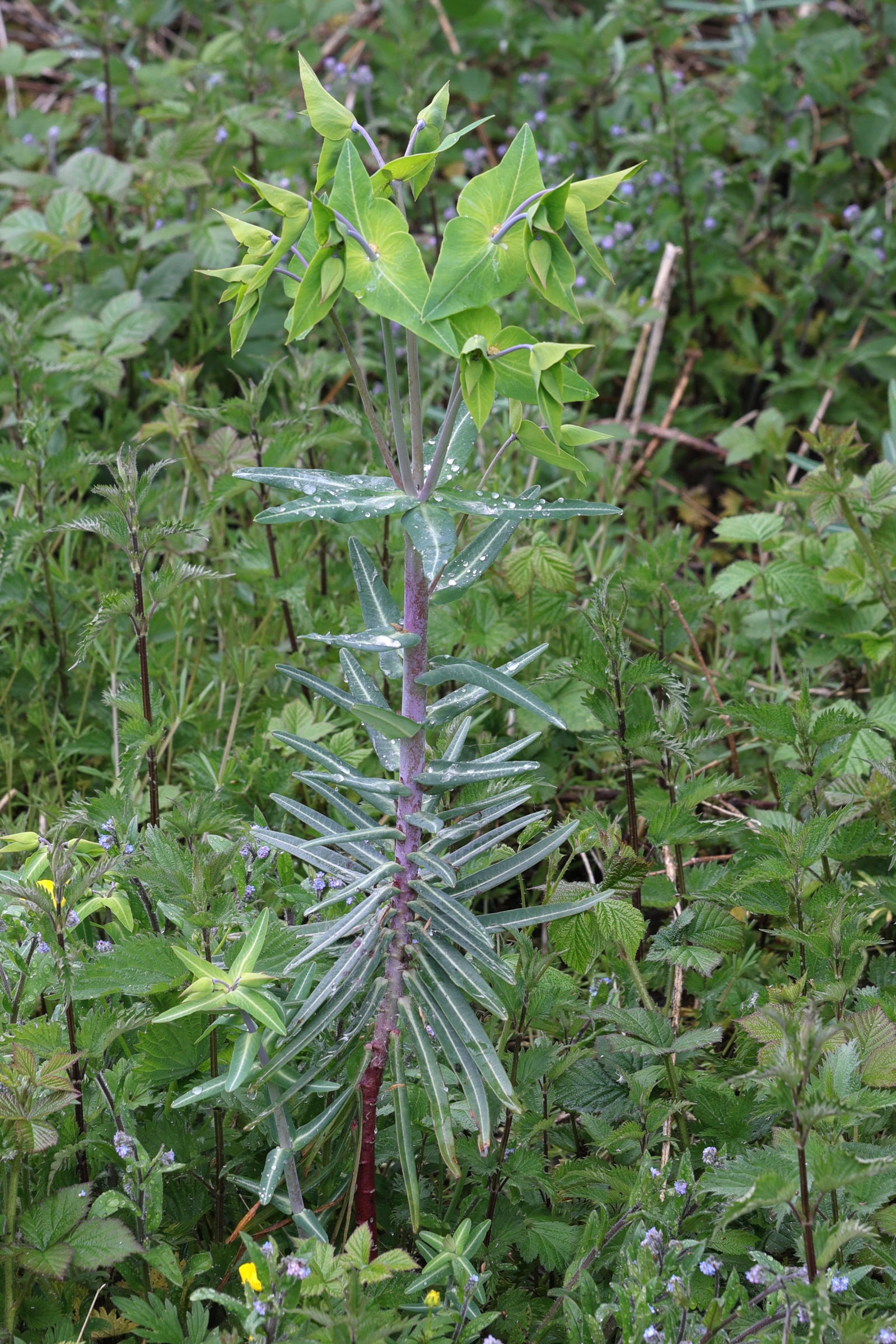 euphorbia_lathyris1md