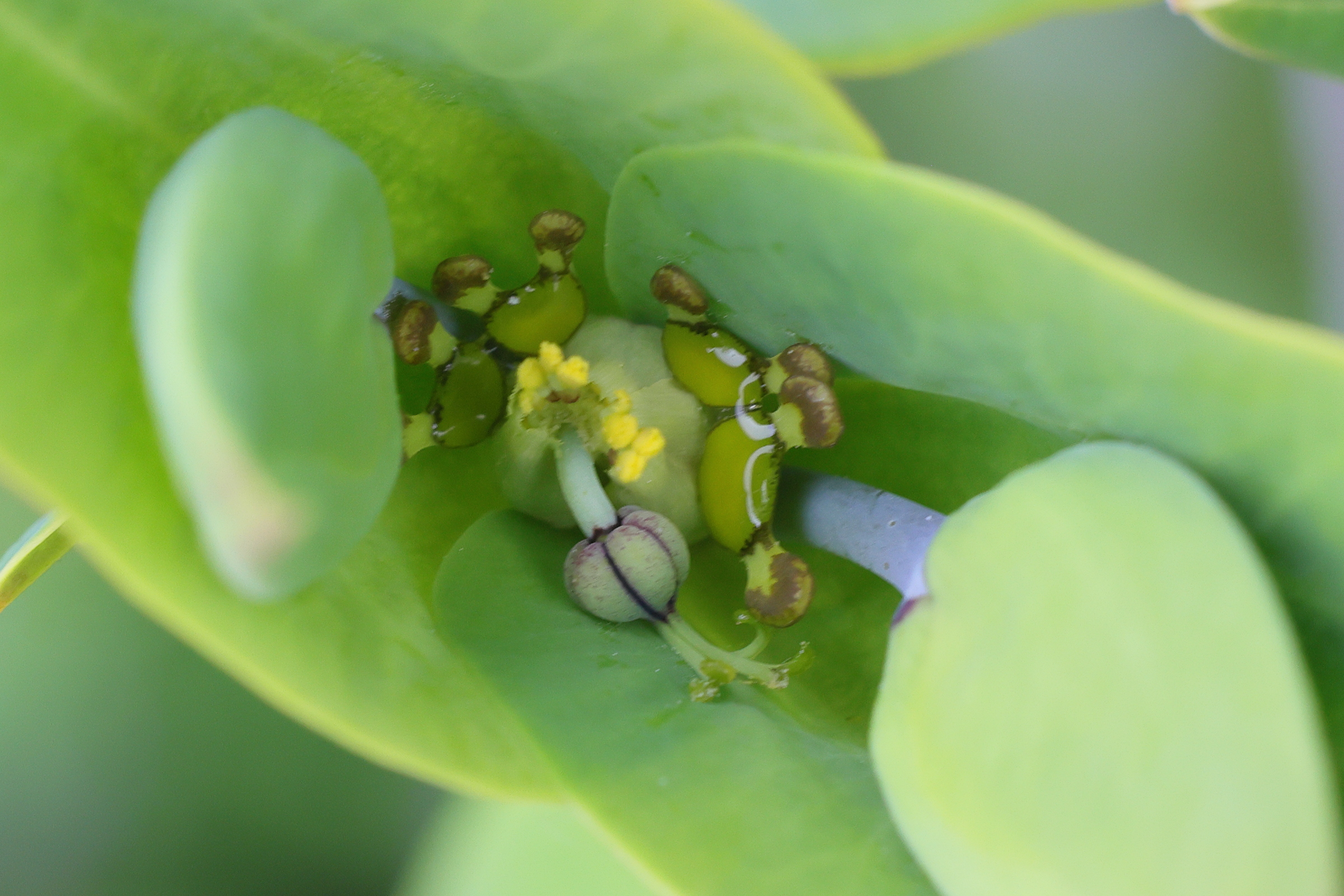 euphorbia_lathyris3md