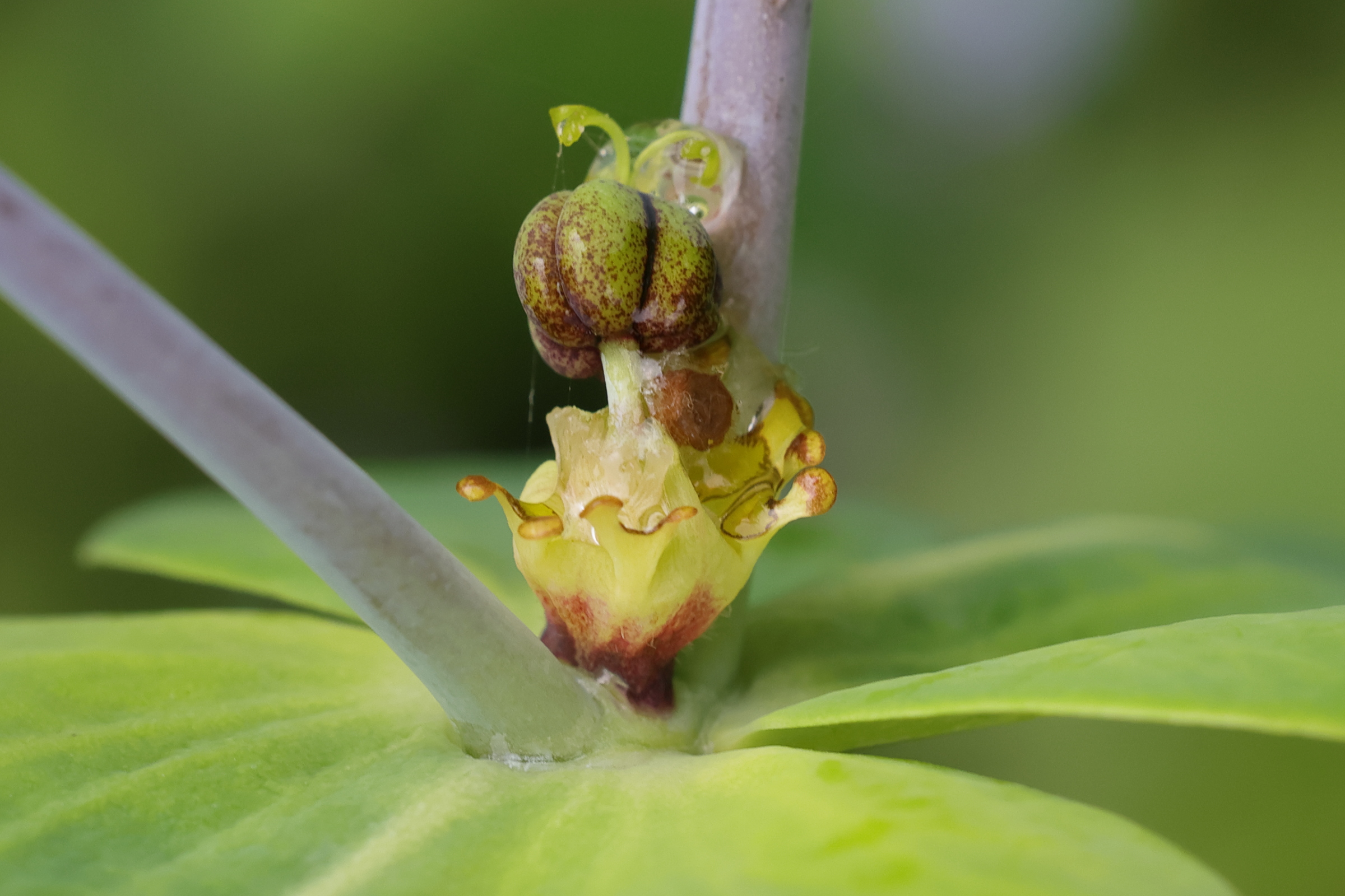 euphorbia_lathyris9md