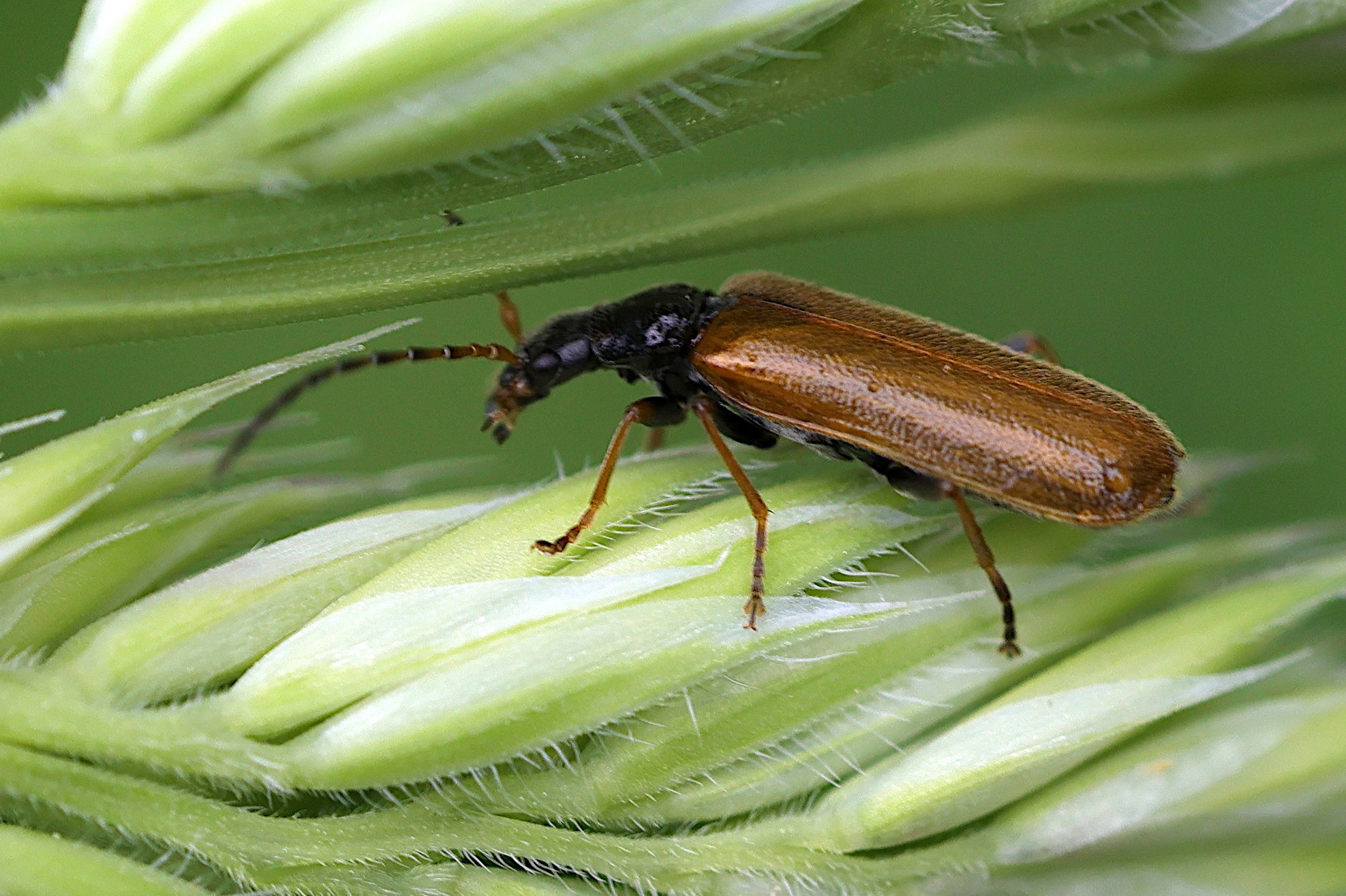 rhagonycha_lignosa1md