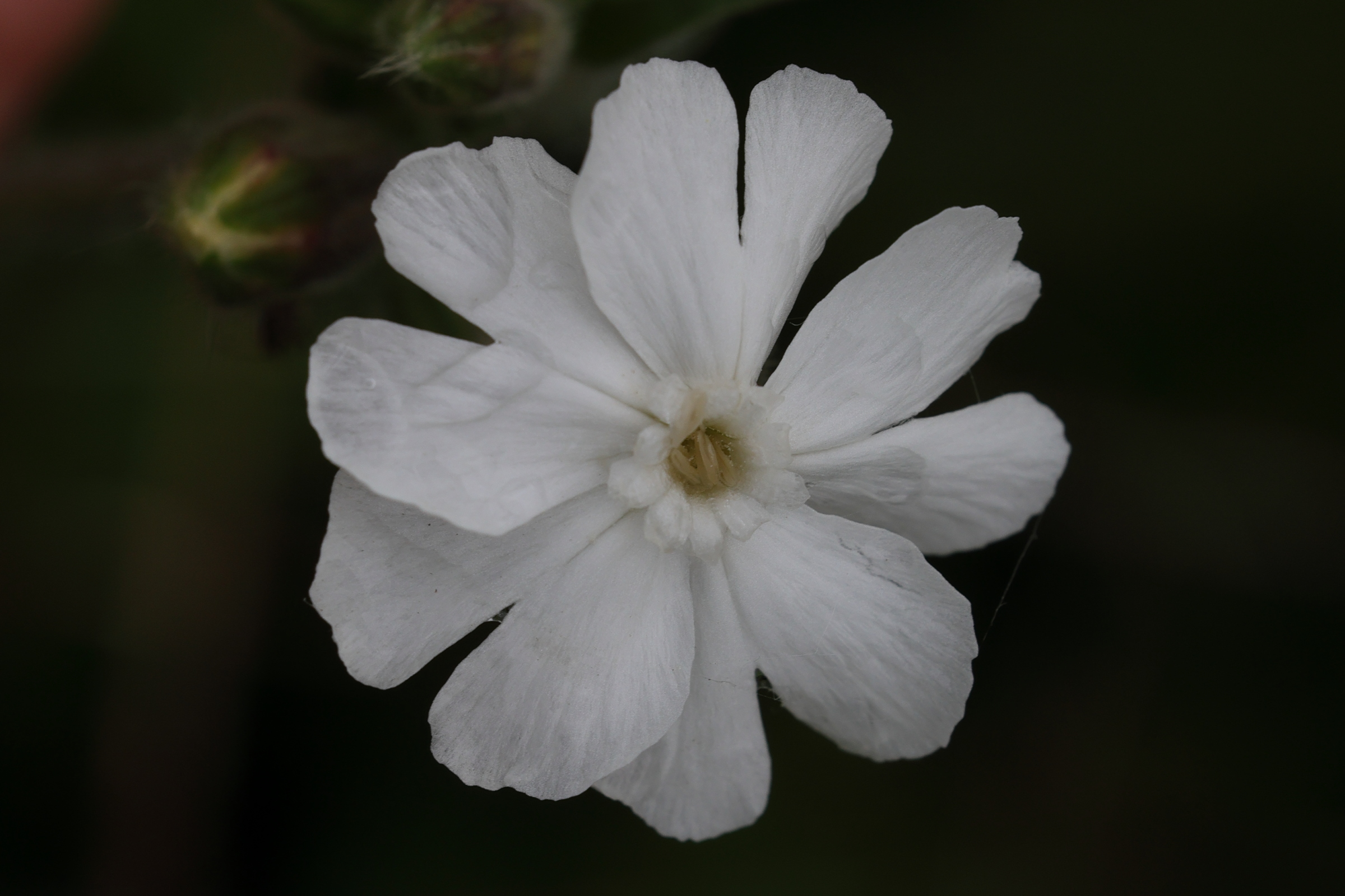 silene_latifolia7md