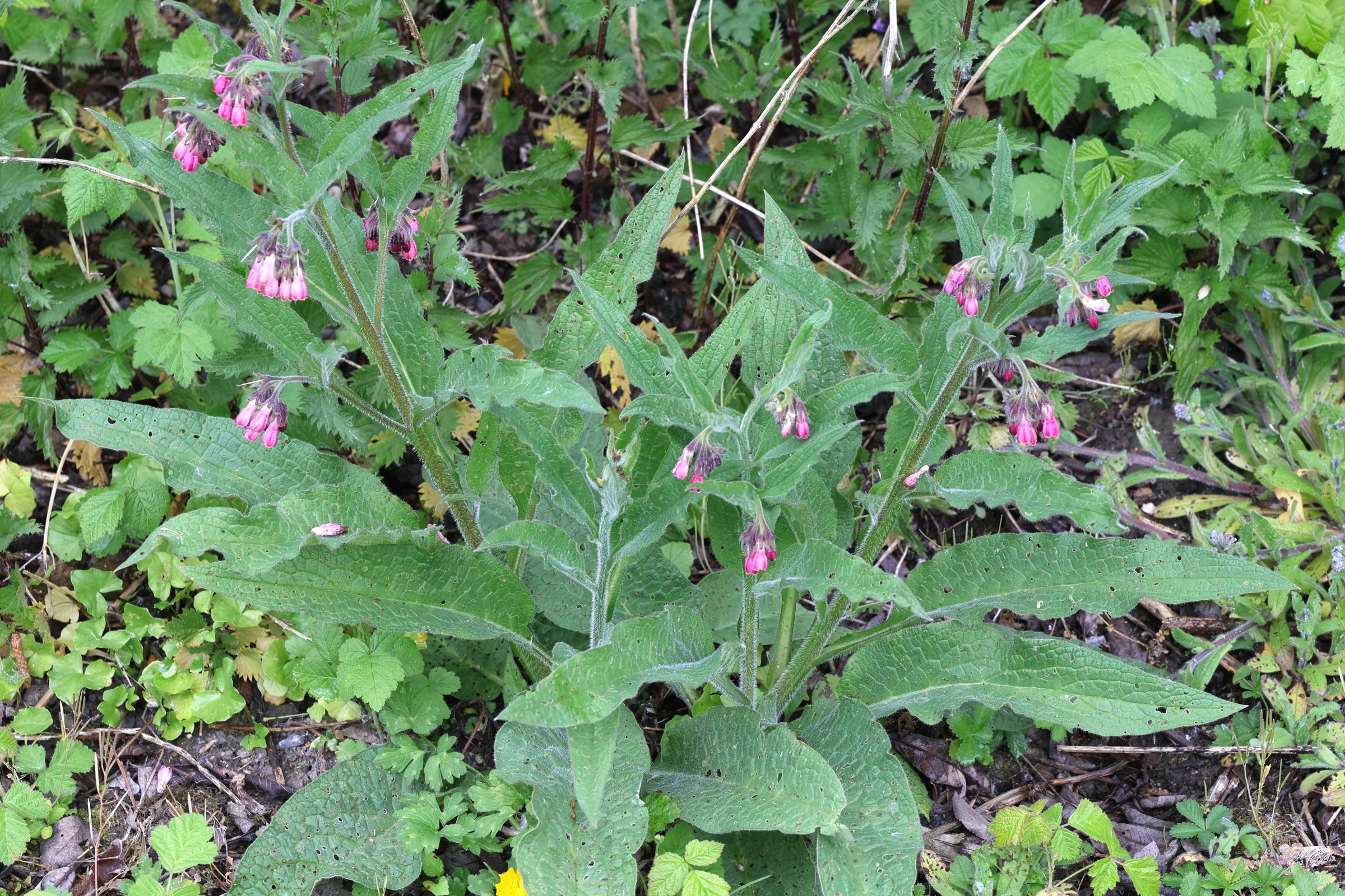 symphytum_officinale5md