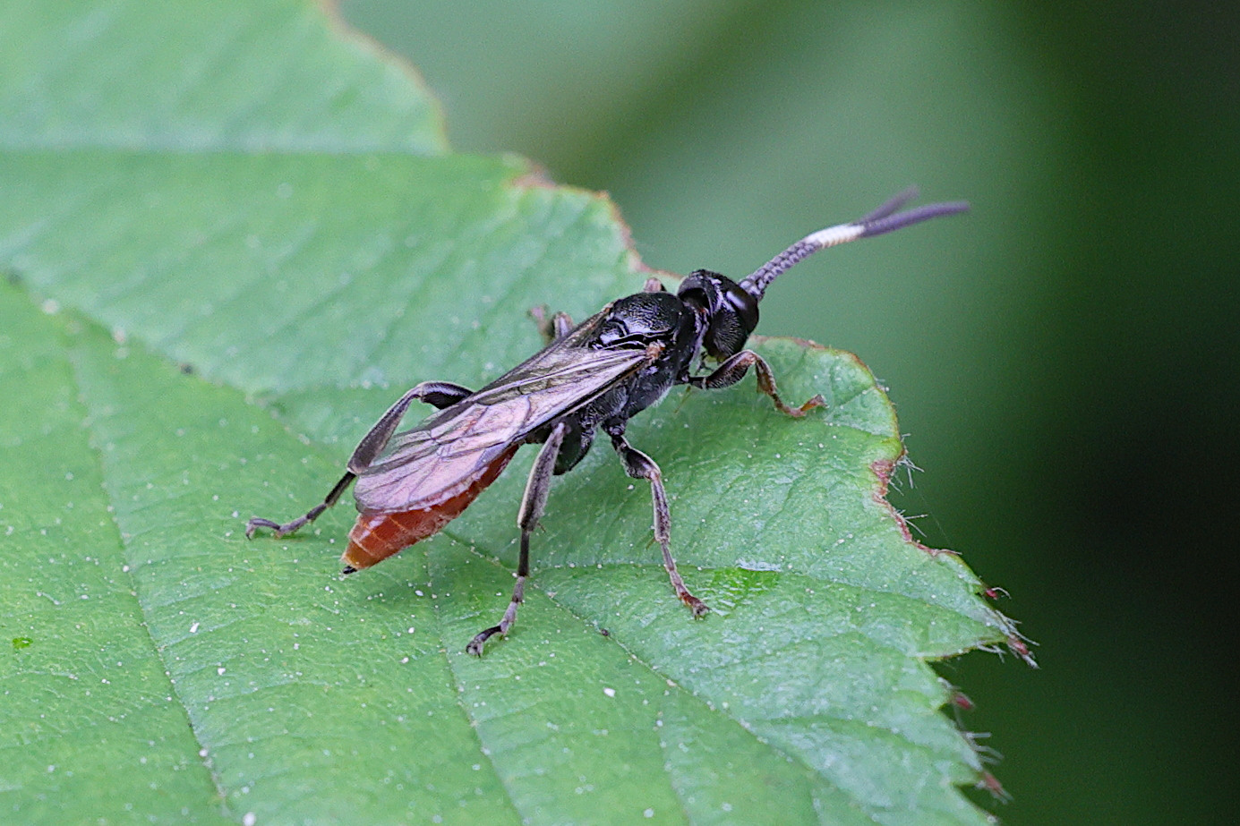 cratichneumon_coruscator1md
