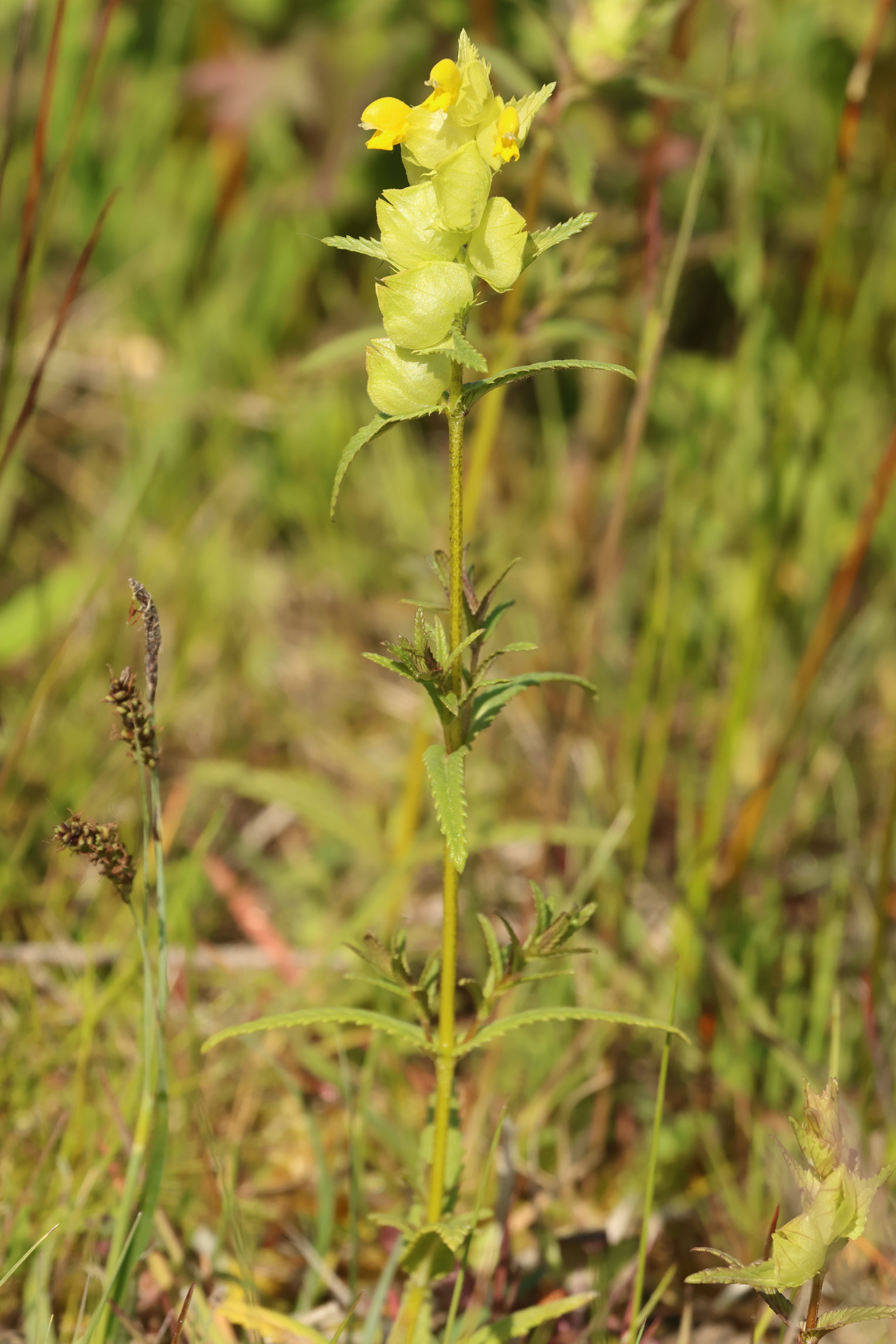 rhinanthus_angustifolius4md