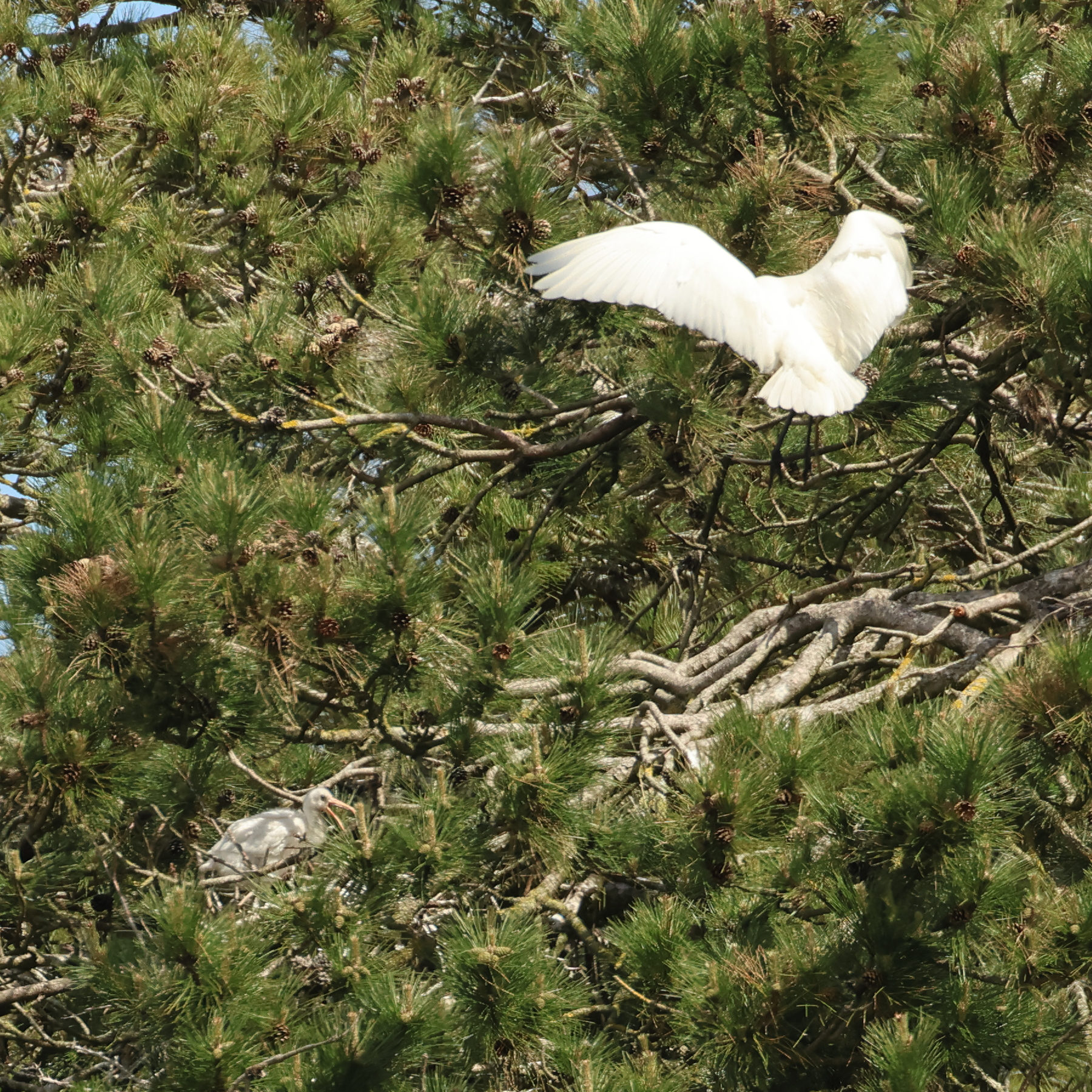spatule_blanche_juv_-_platalea_leucorodia3md