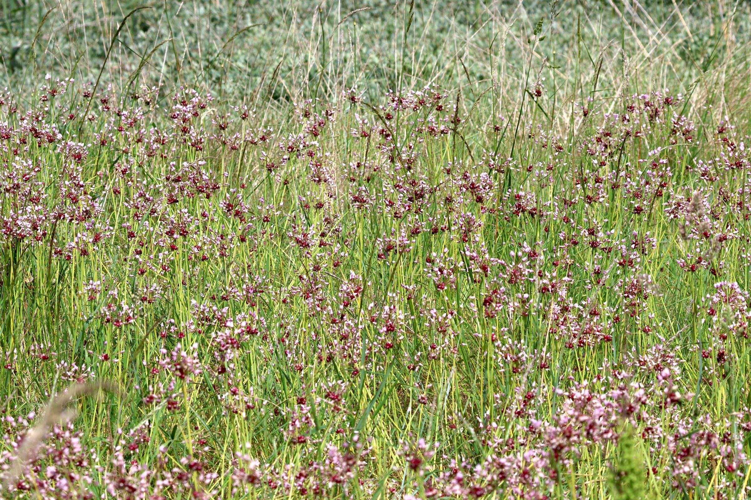 allium_vineale5md