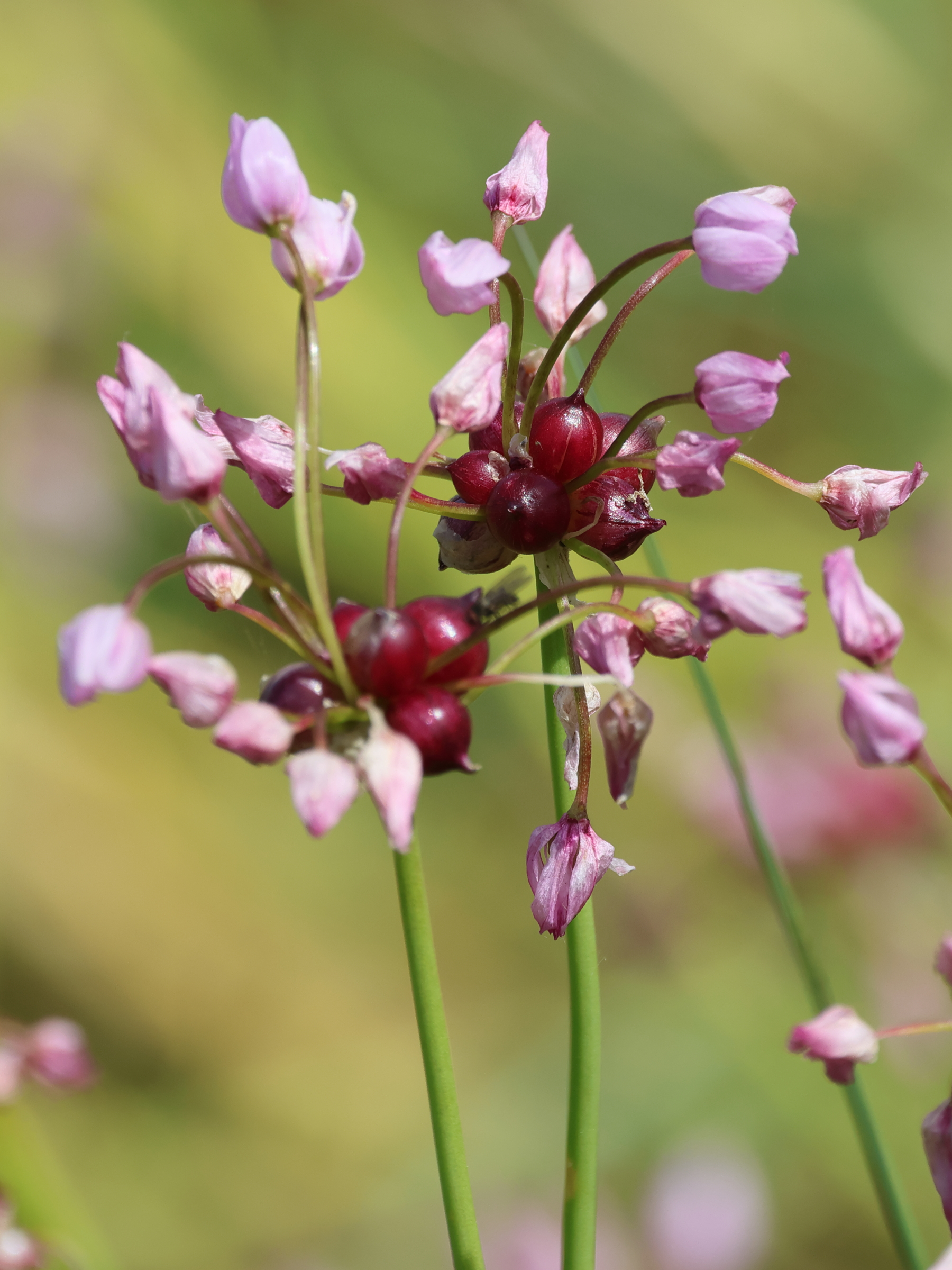 allium_vineale6md