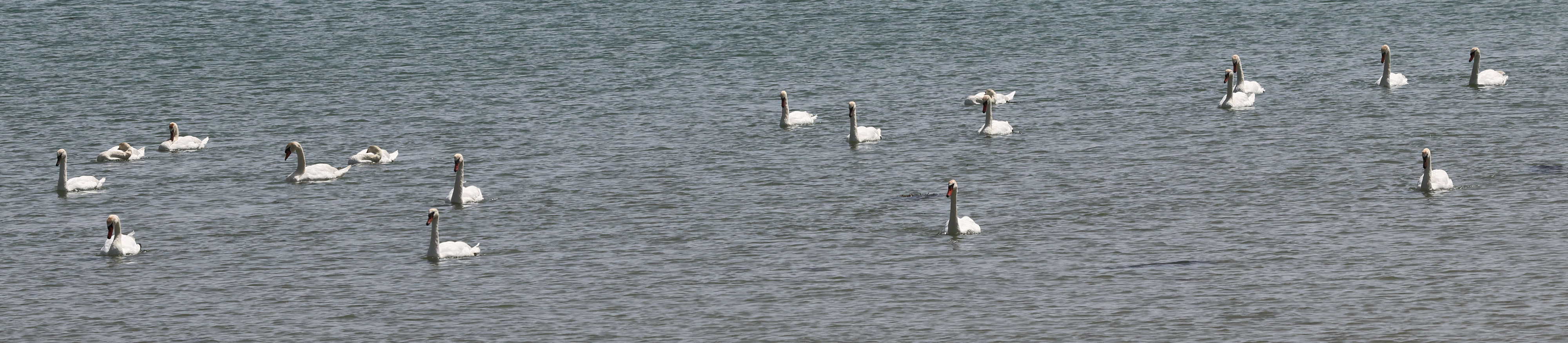 cygne_tubercule_-_cygnus_olor22md