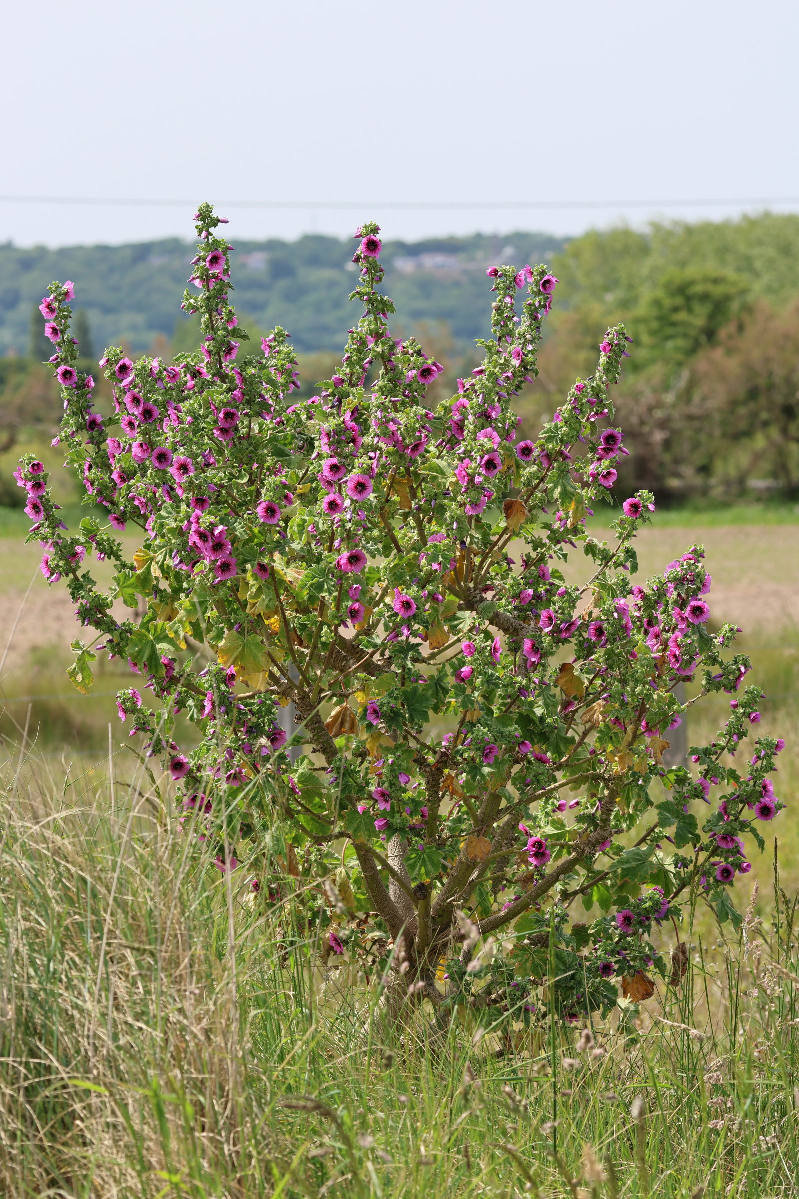 malva_arborea5md