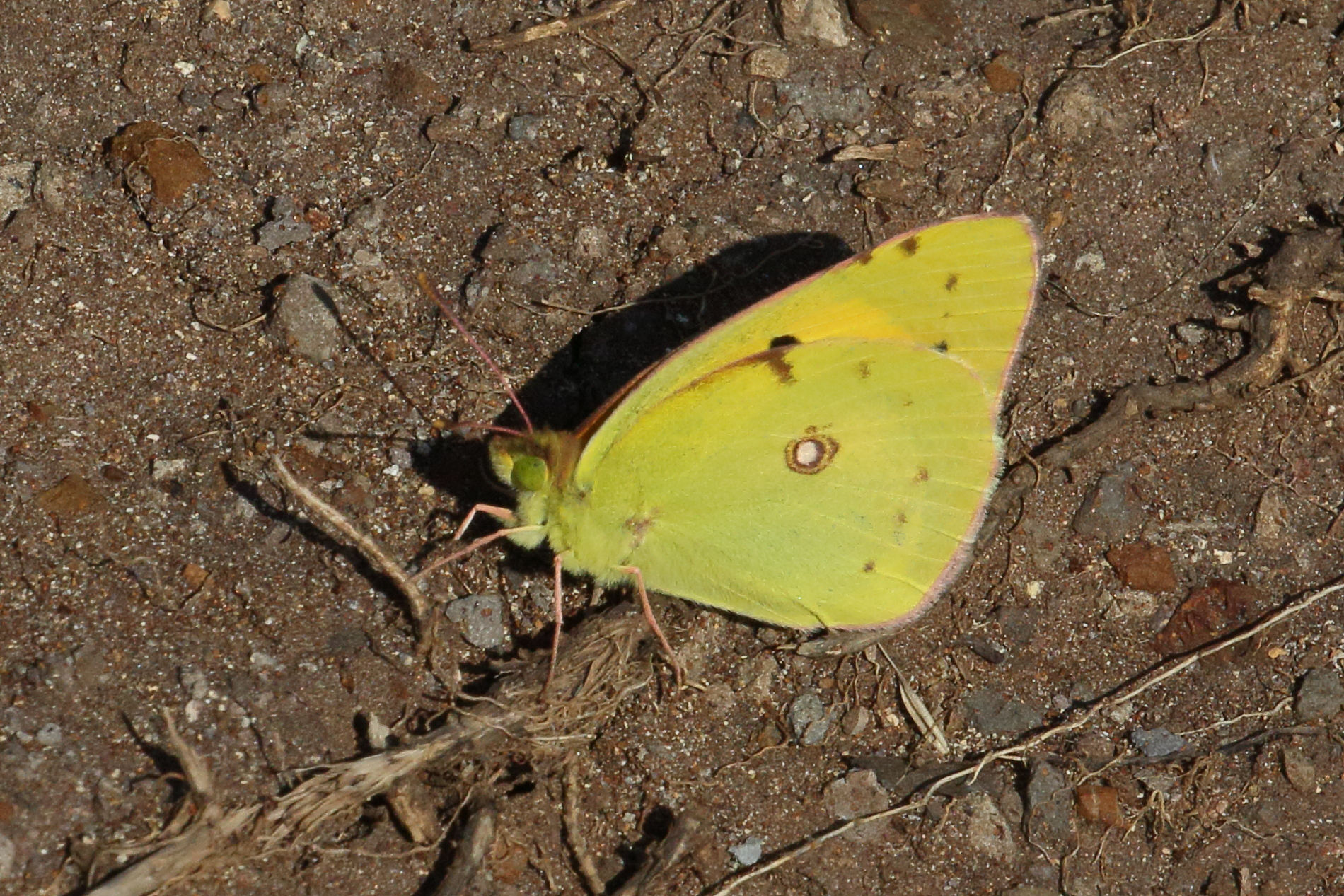 colias_croceus6md