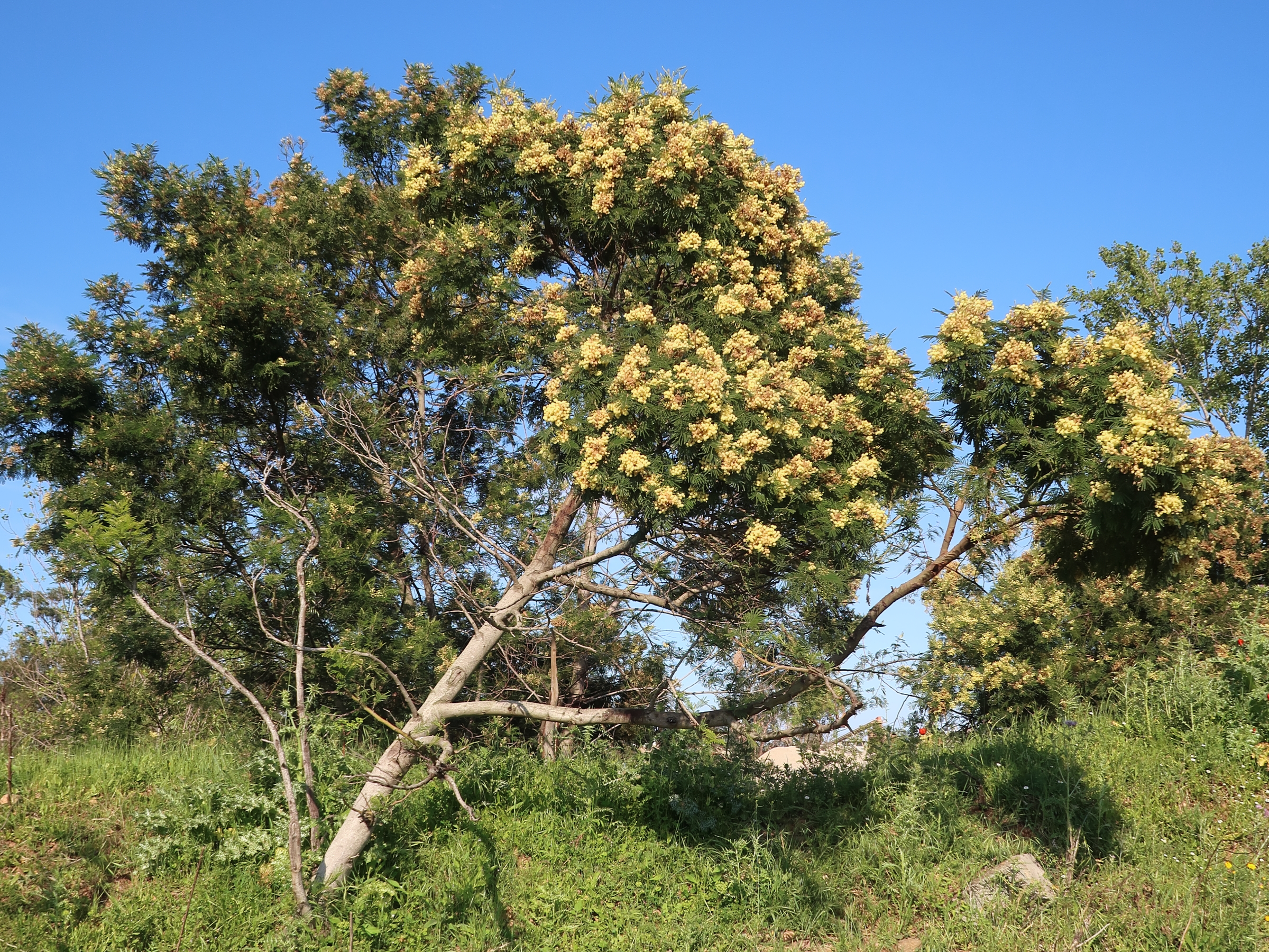 acacia_mearnsii5md