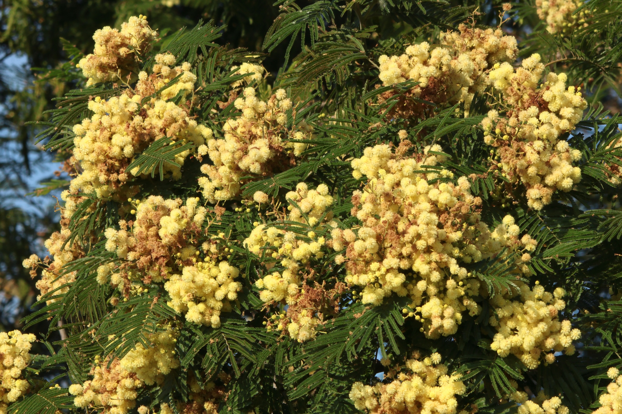 acacia_mearnsii6md