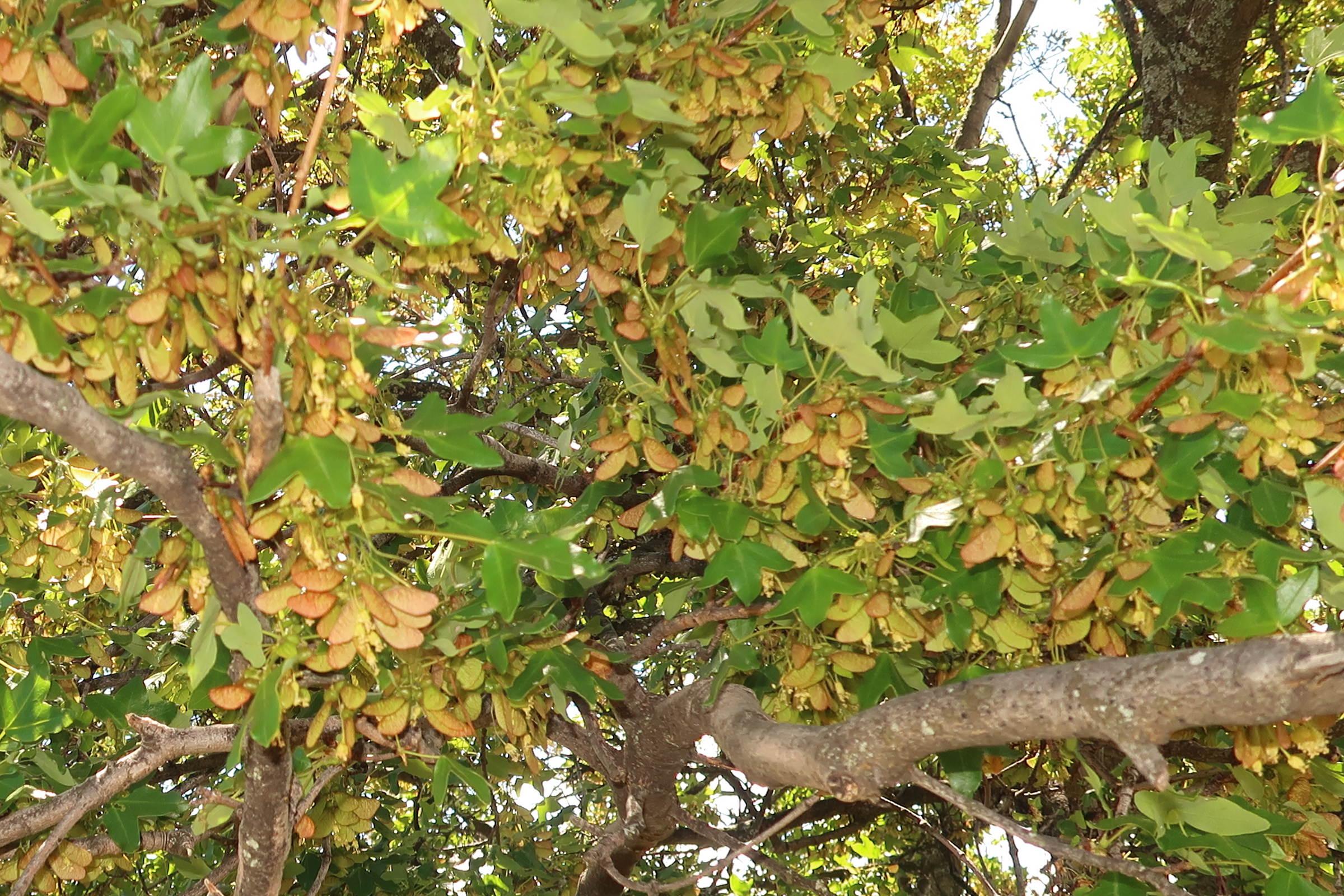 acer_monspessulanum6md