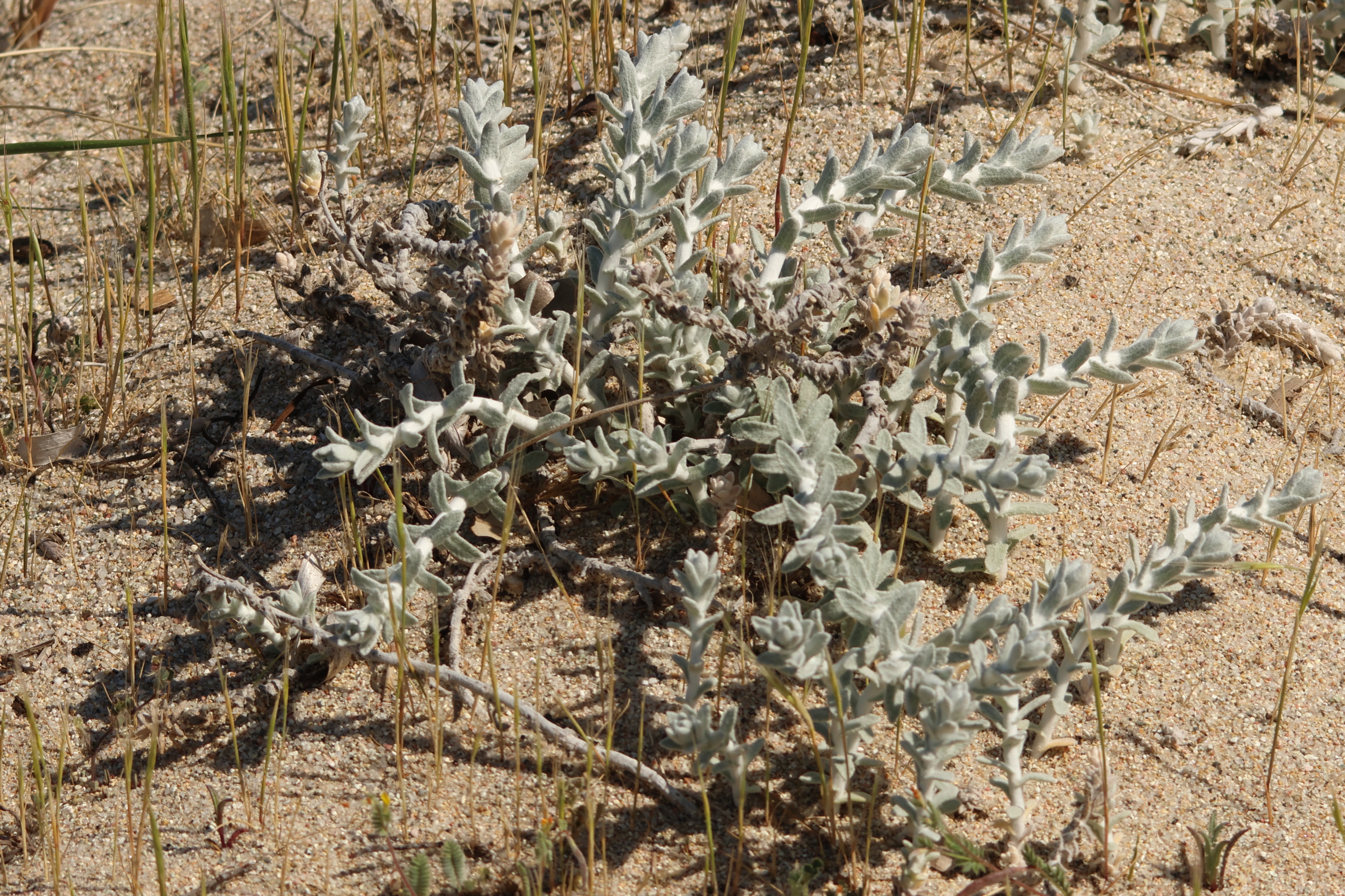 achillea_maritima8md