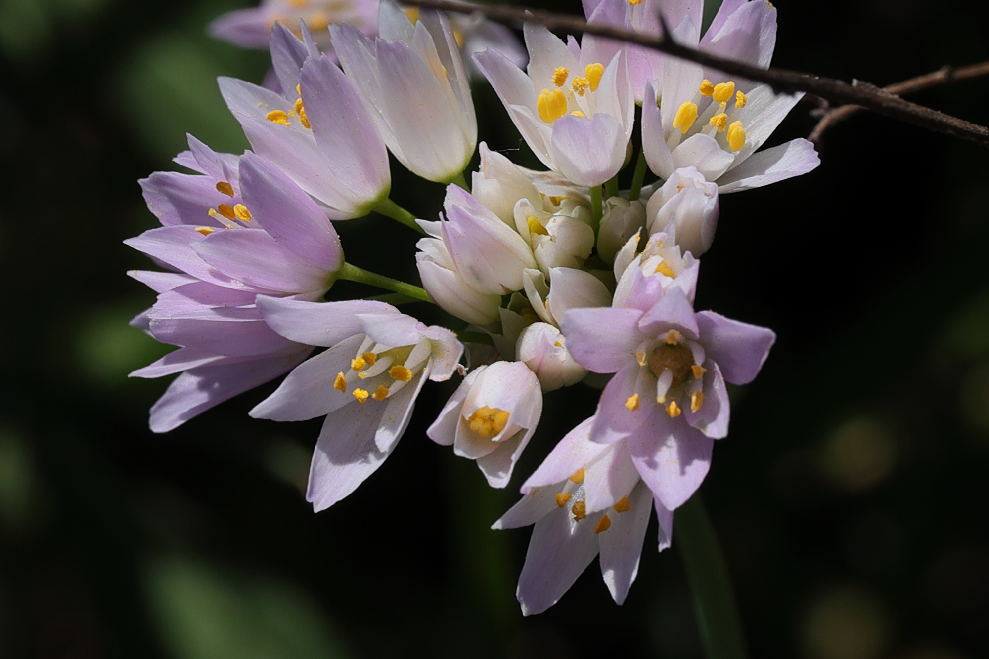 allium_roseum10md