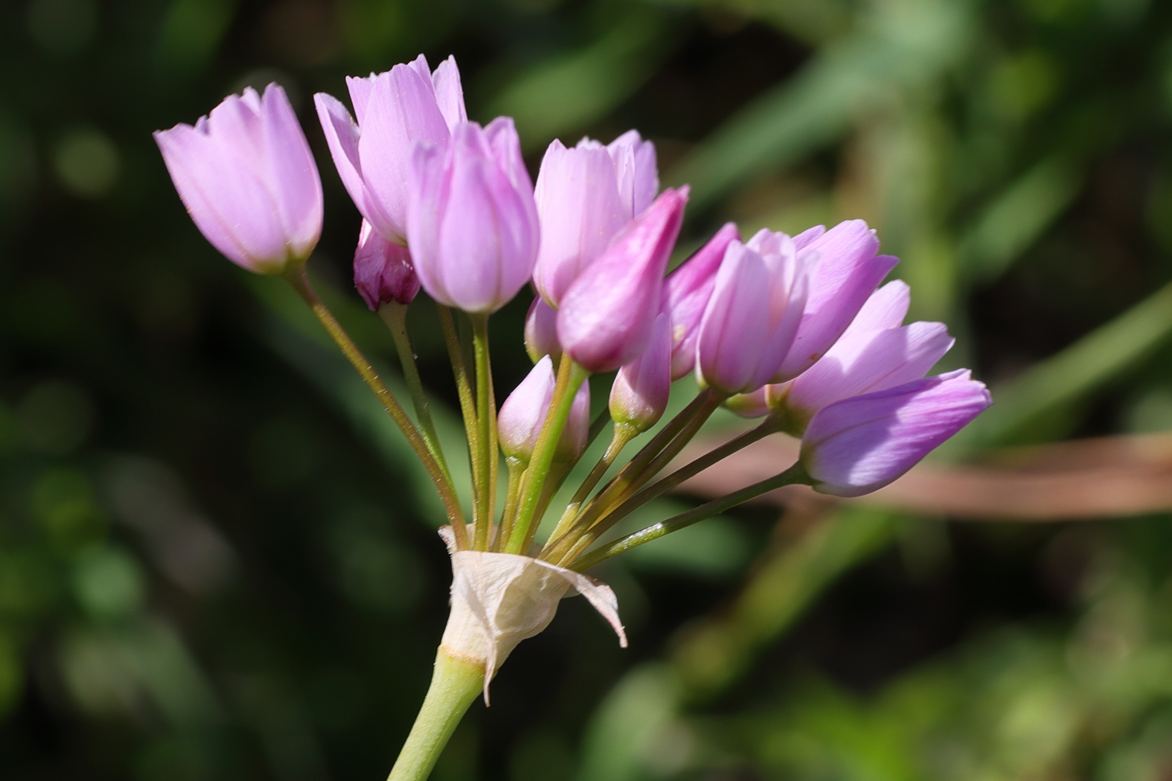 allium_roseum9md