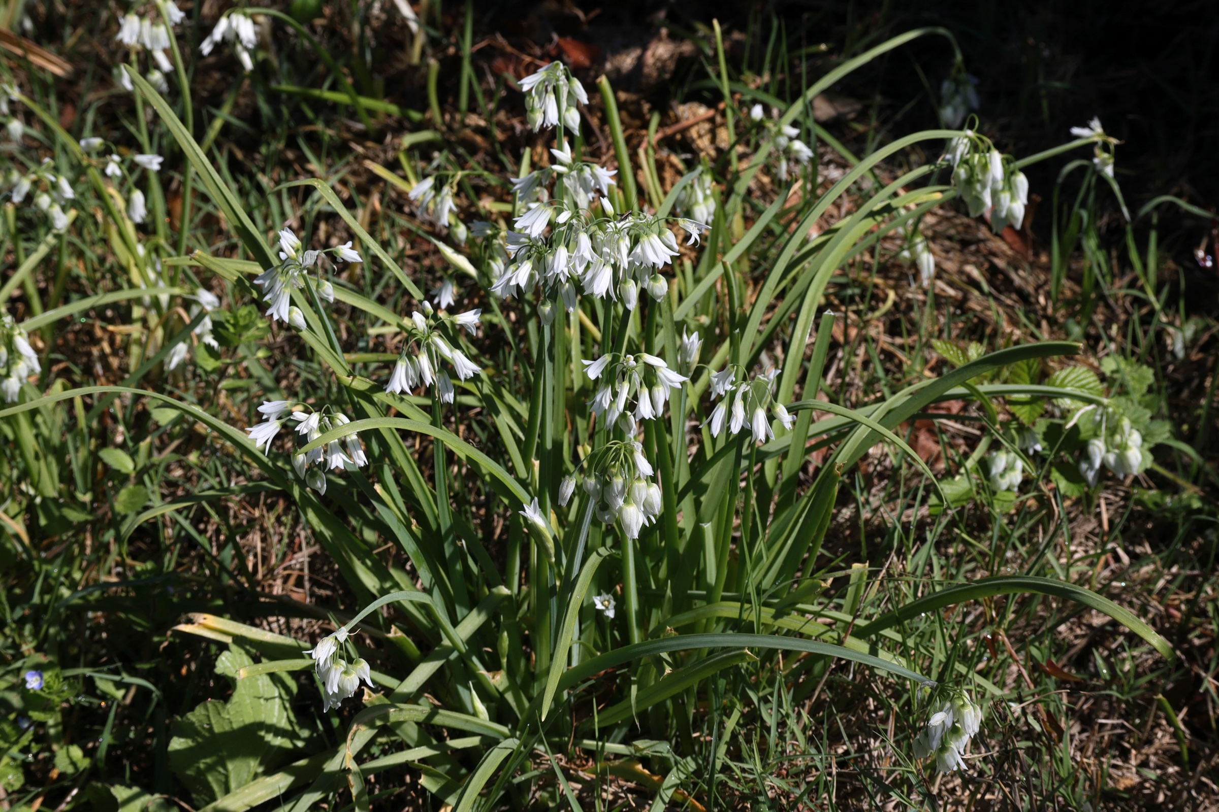 allium_triquetrum1md