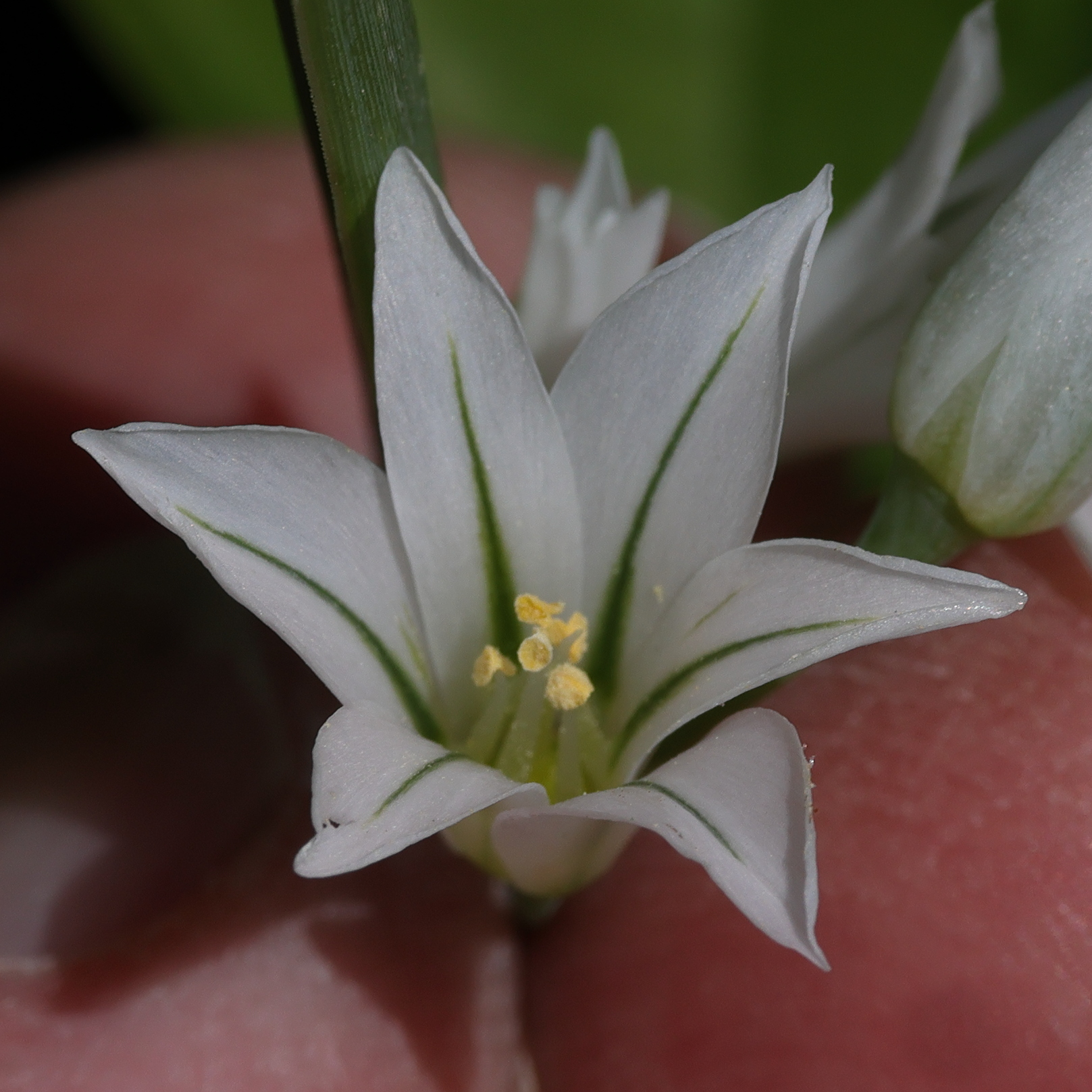 allium_triquetrum3md