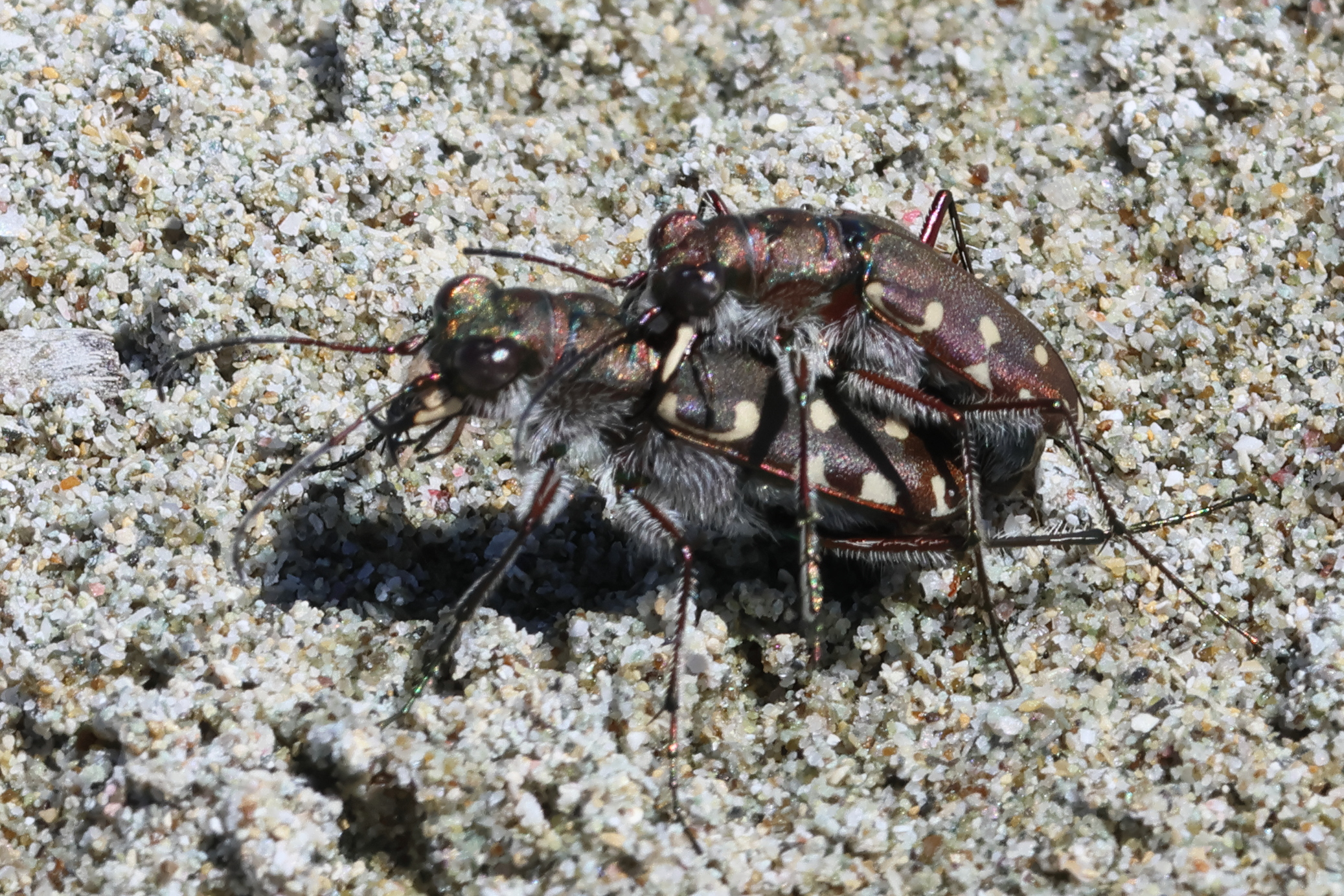 calomera_littoralis_nemoralis2bd