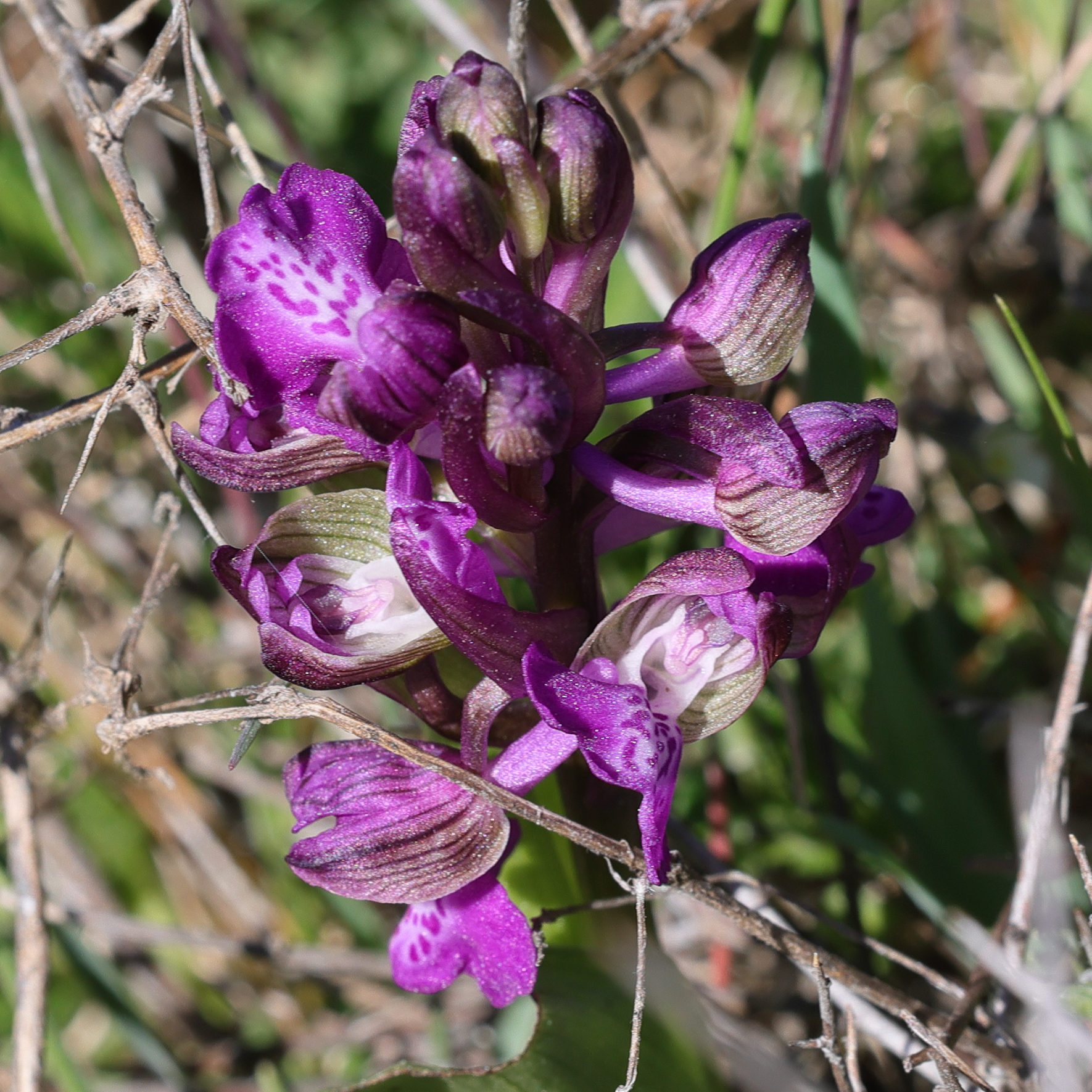 anacamptis_morio12md